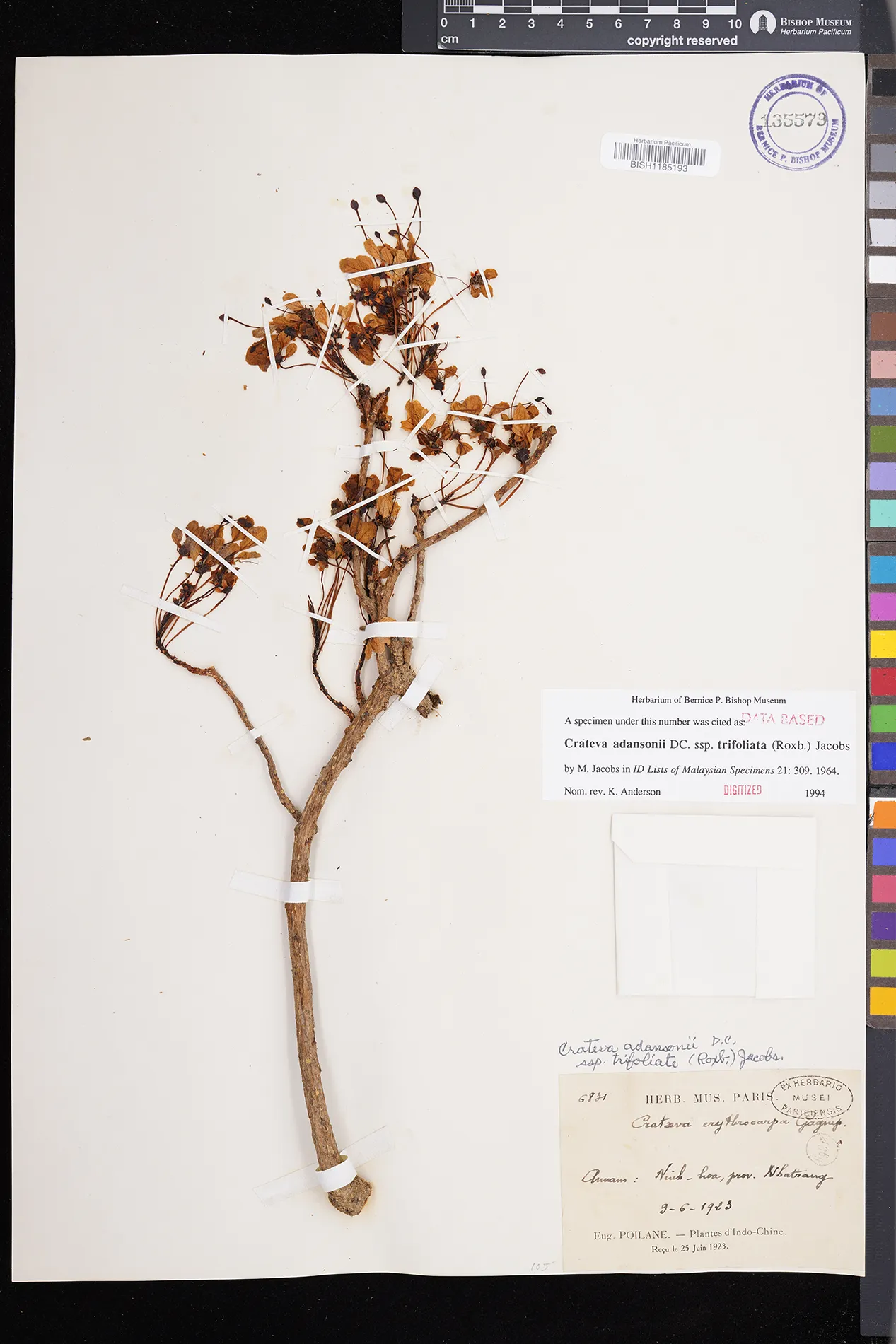 Crateva adansonii — ảnh 2