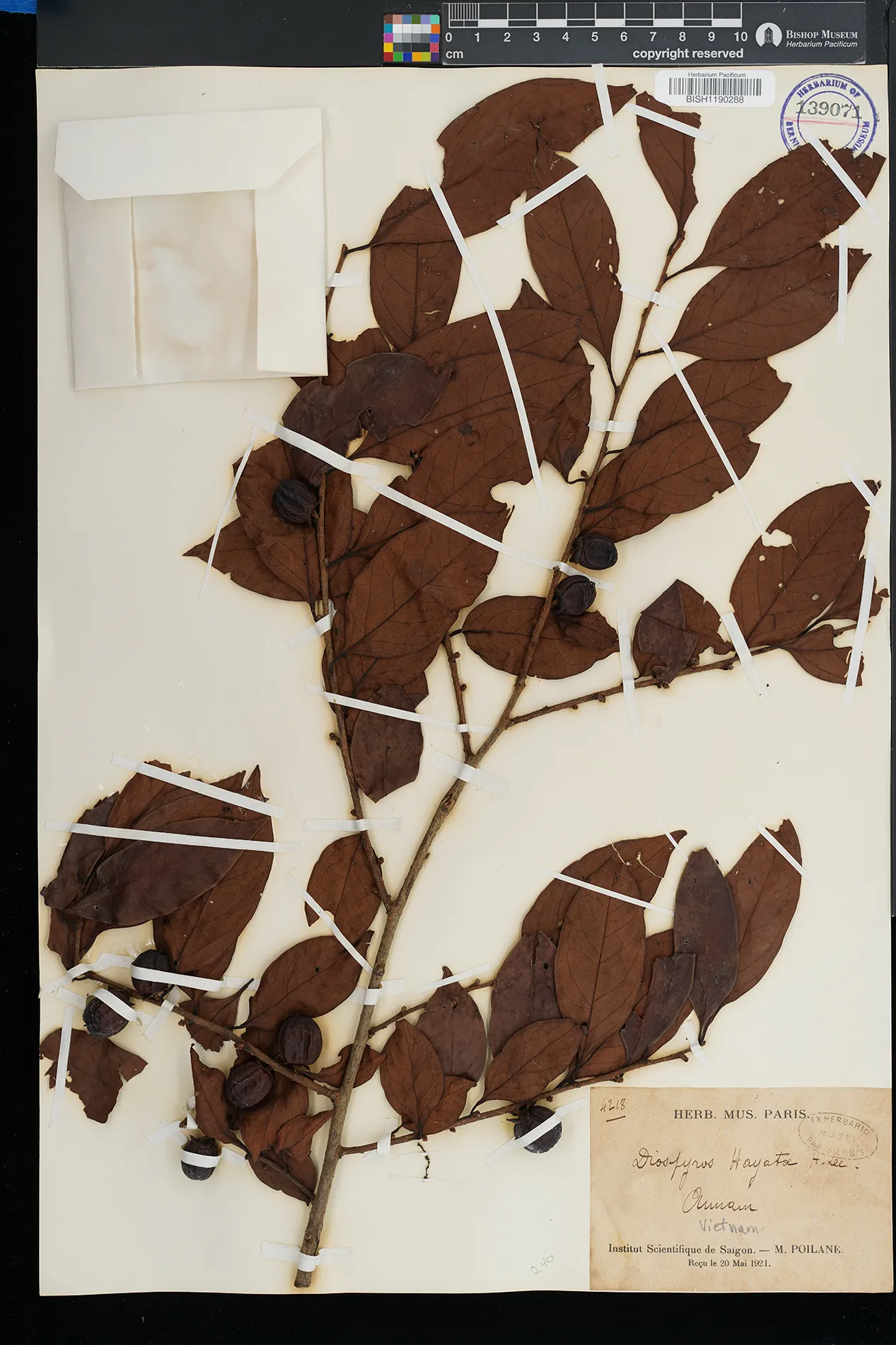 Diospyros hainanensis (Diospyros hainanensis)