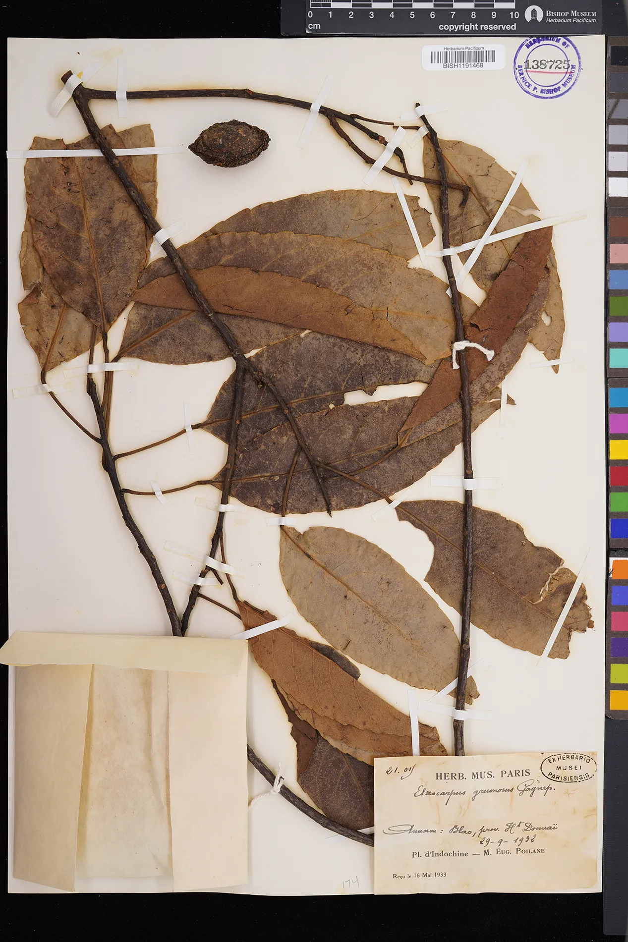 Elaeocarpus grumosus — ảnh 2