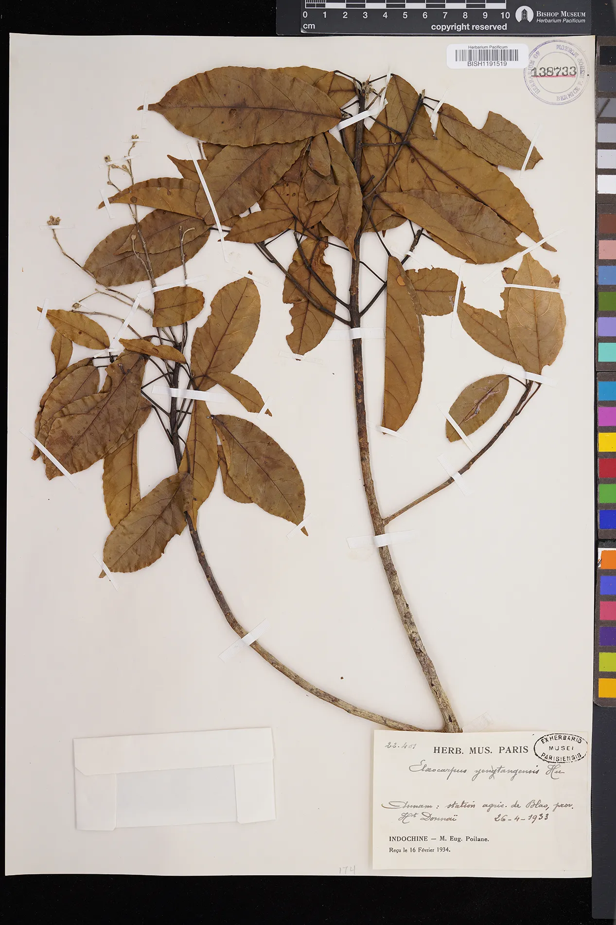 Elaeocarpus japonicus — ảnh 3