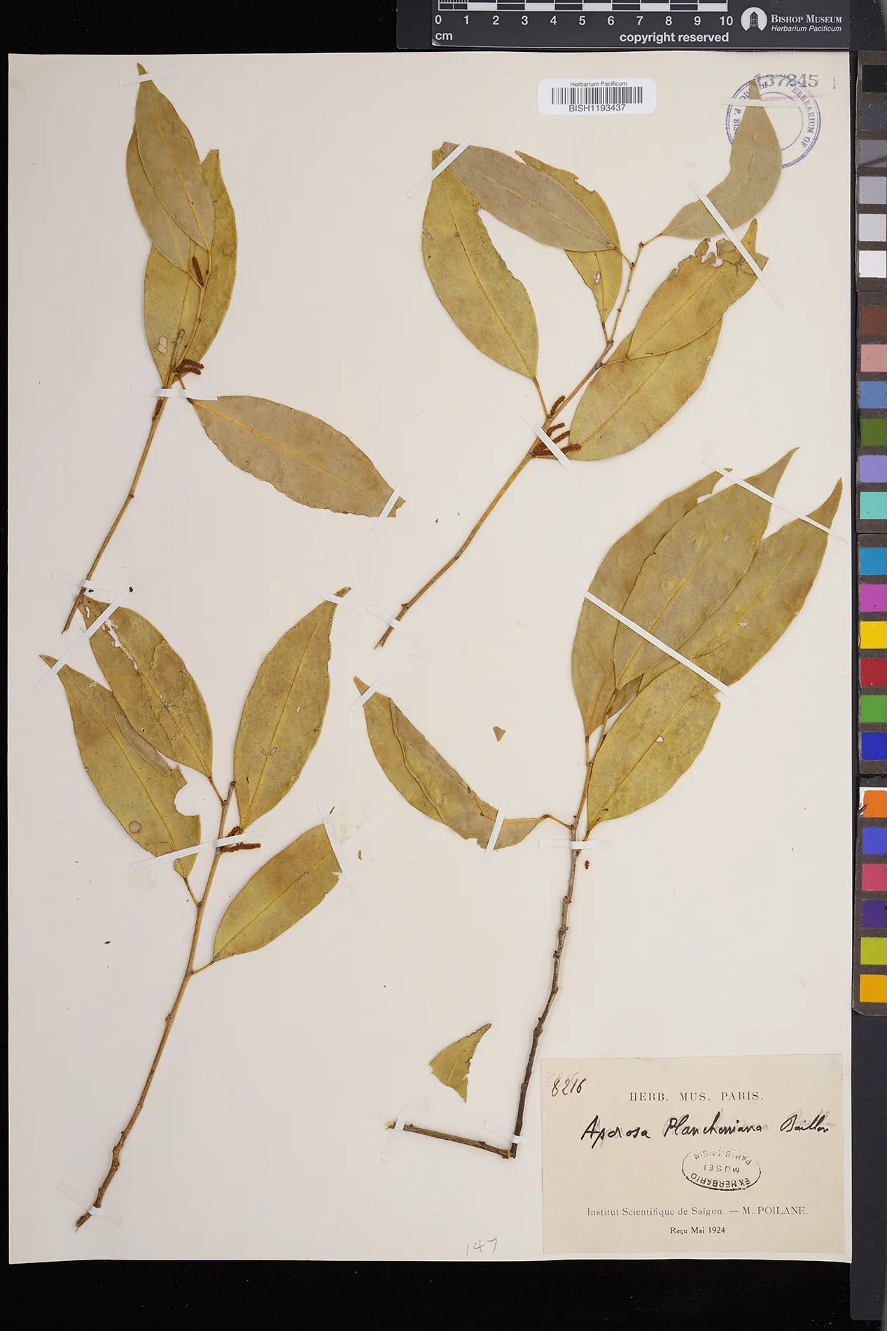 Aporosa planchoniana — ảnh 3