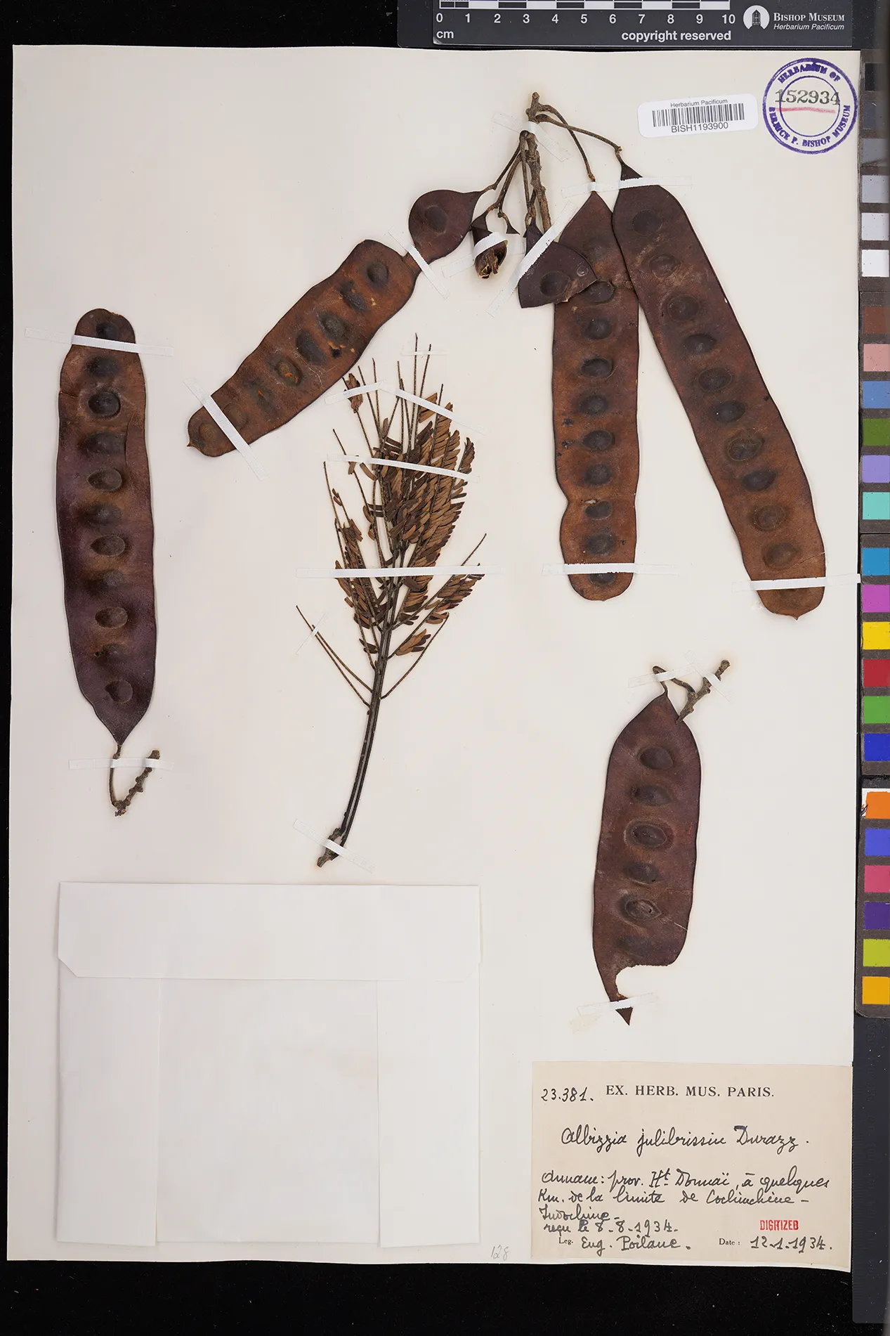 Albizia julibrissin — ảnh 2