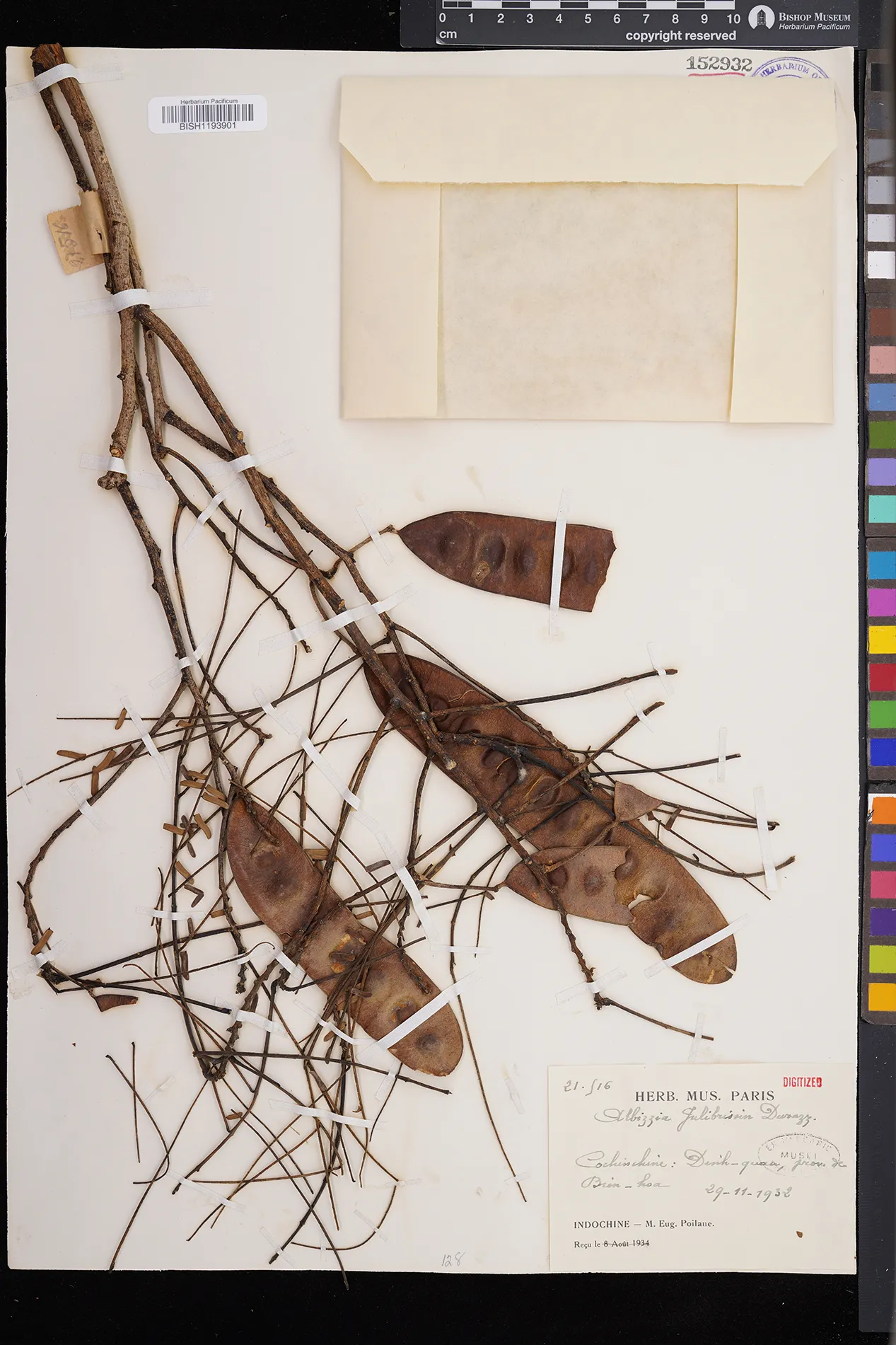 Albizia julibrissin — ảnh 3