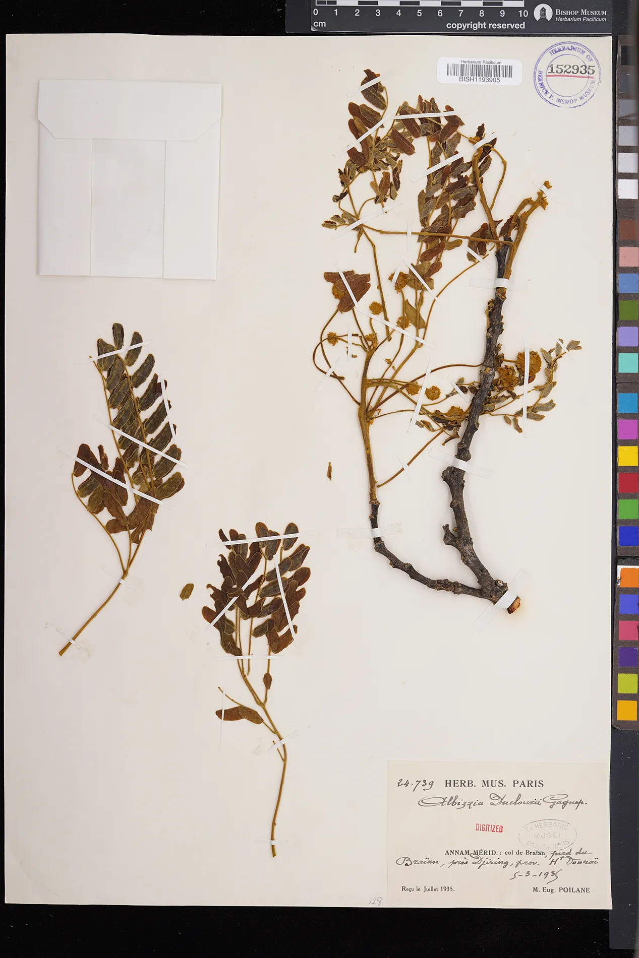 Albizia duclouxii (Albizia duclouxii)