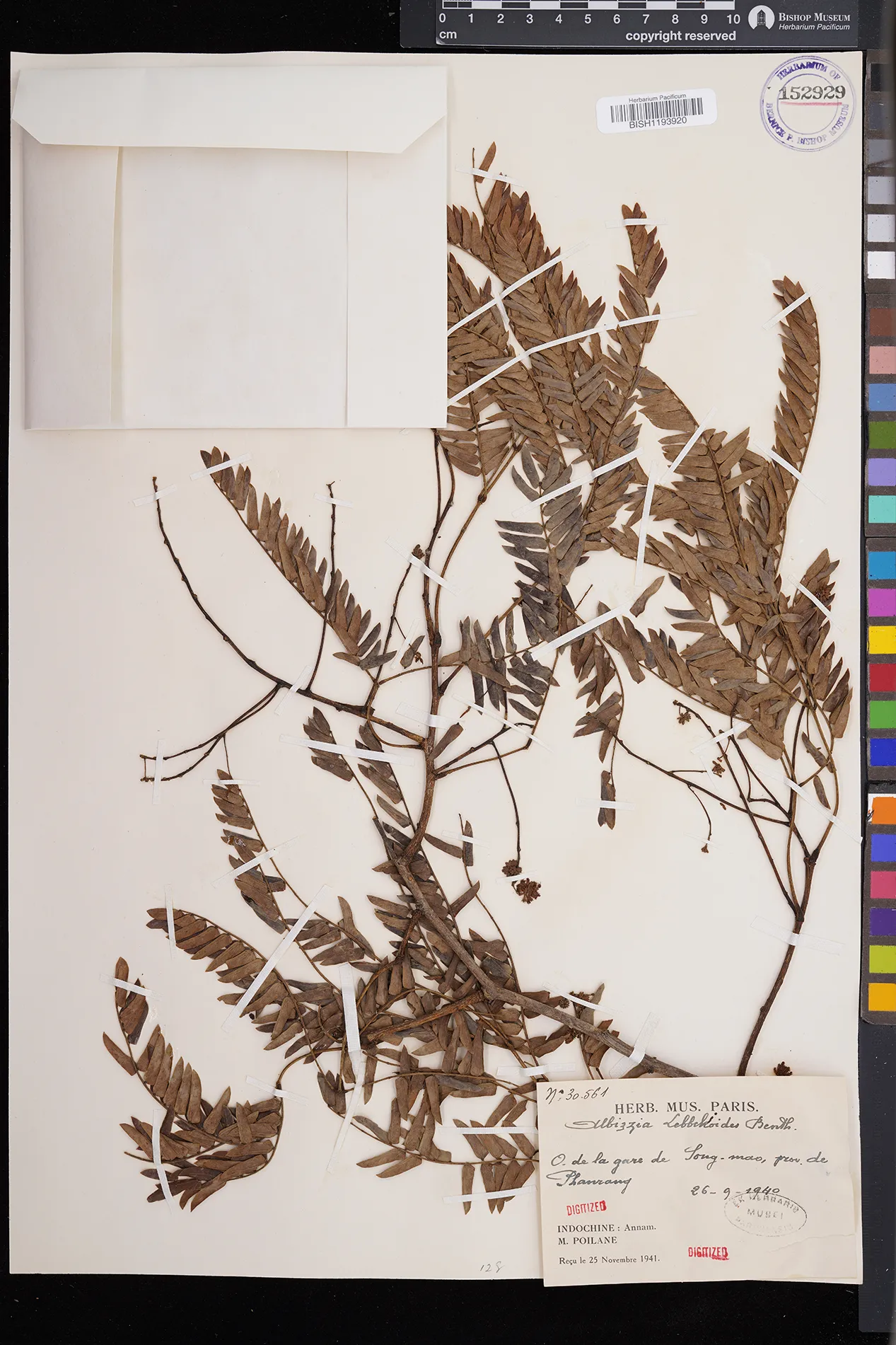 Albizia lebbekoides — ảnh 2