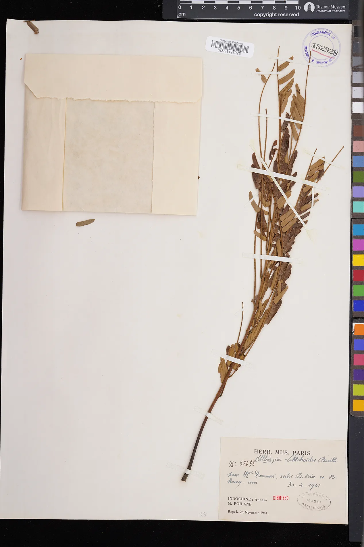 Albizia lebbekoides (Albizia lebbekoides)