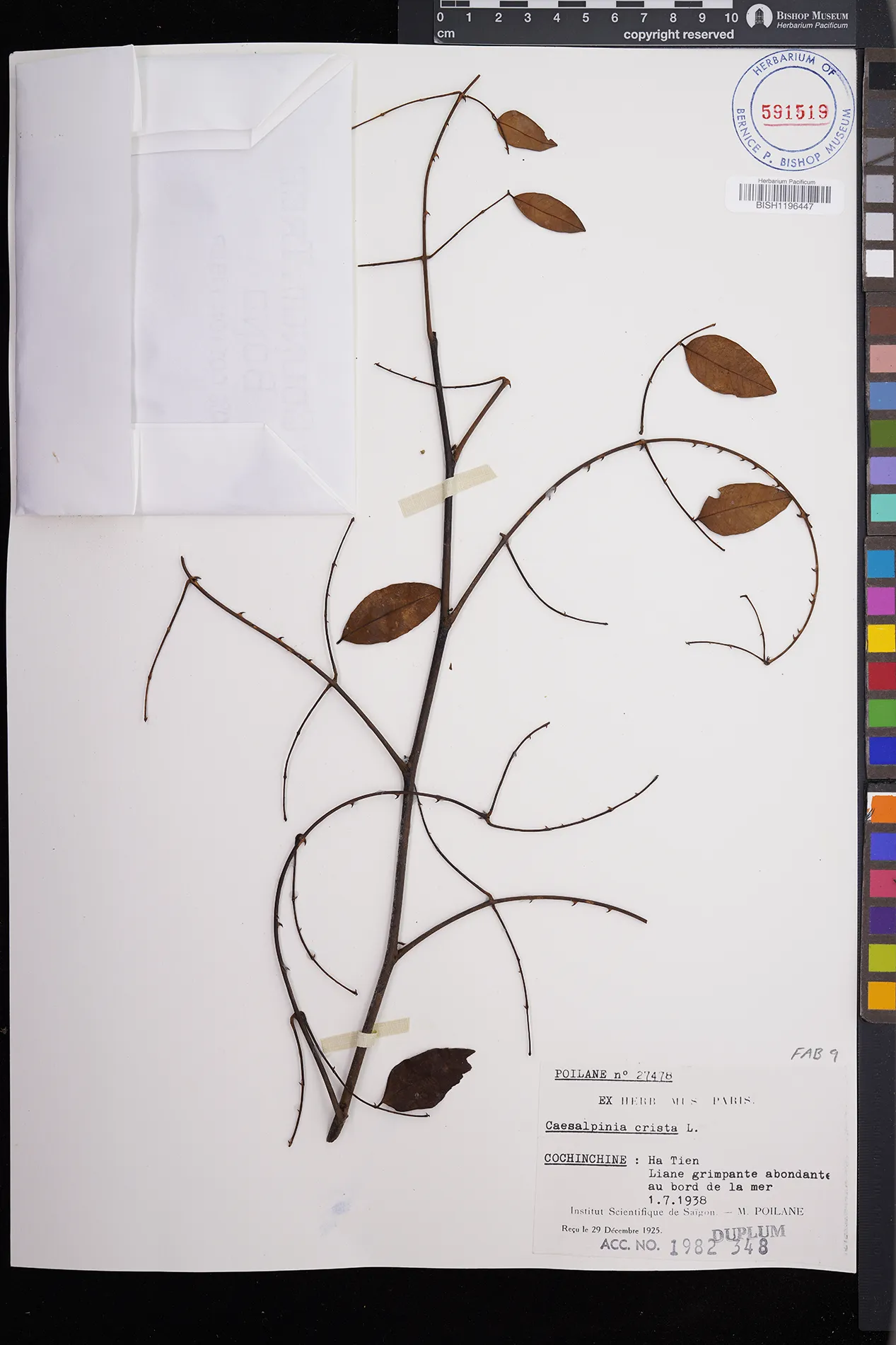 Ticanto crista — ảnh 2