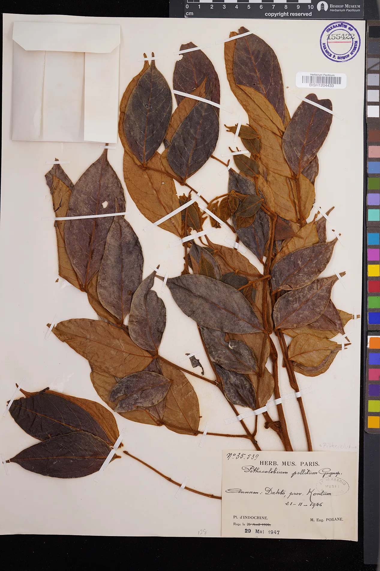 Archidendron pellitum — ảnh 2