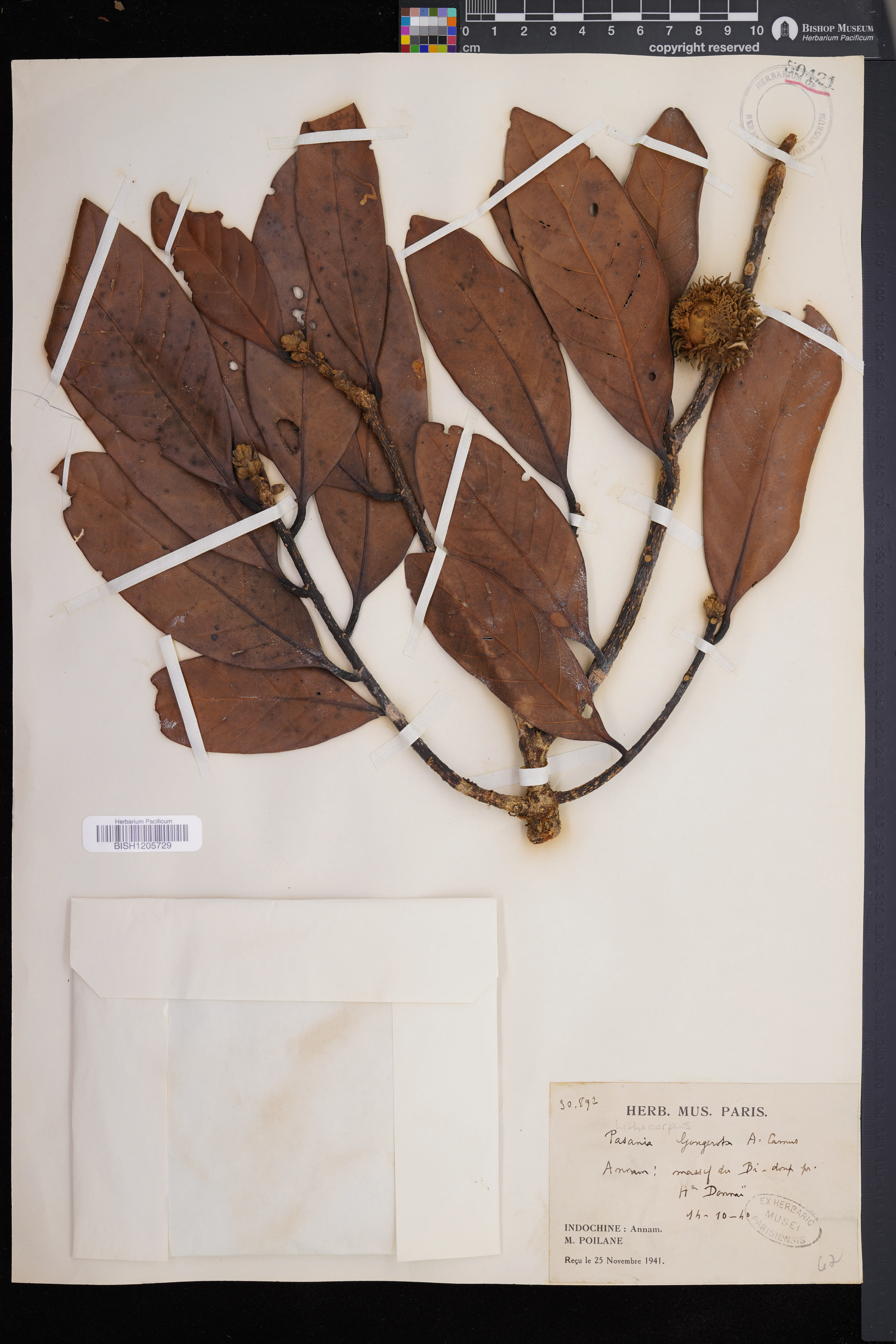 Lithocarpus gougerotae — ảnh 2