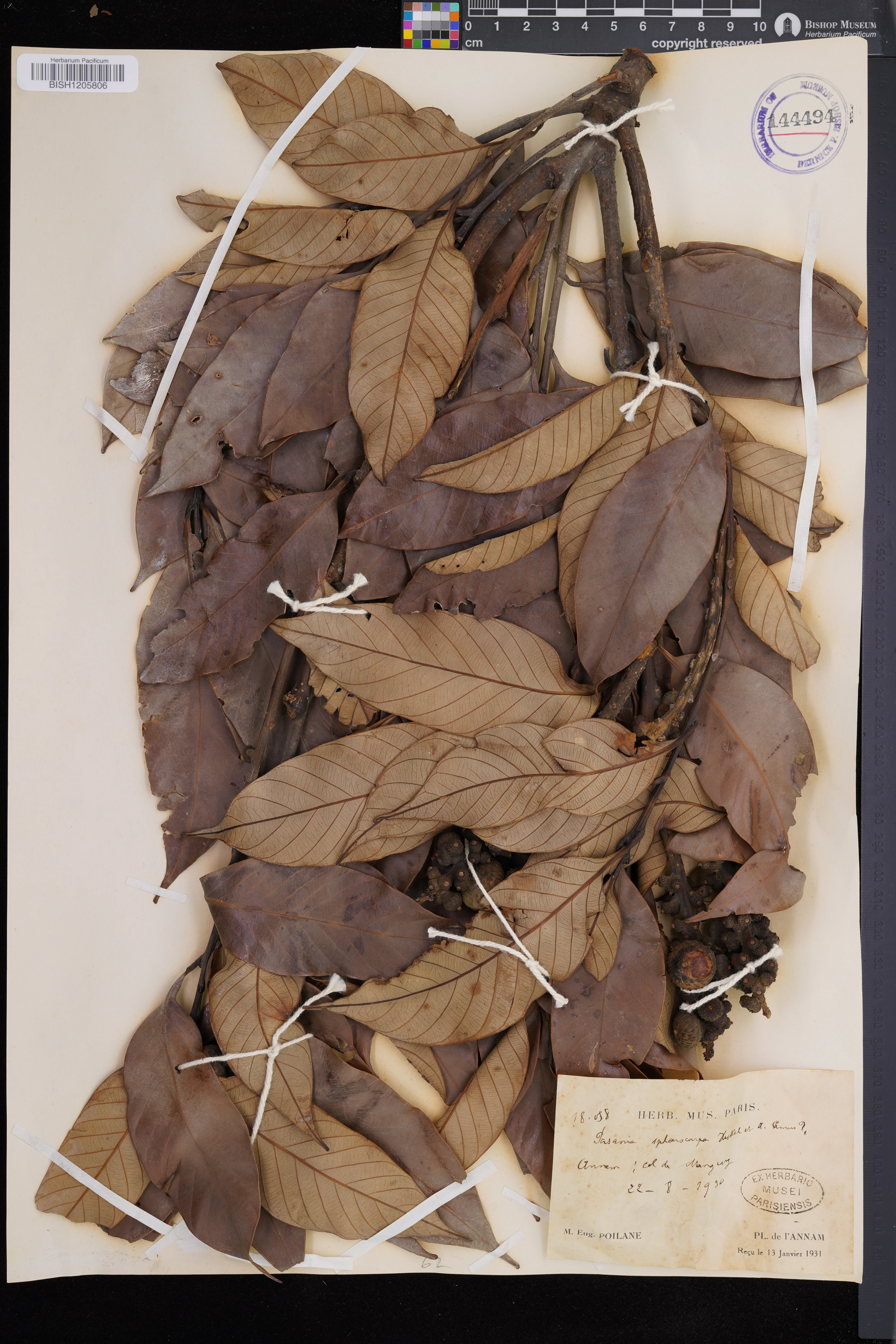 Lithocarpus sphaerocarpus (Lithocarpus sphaerocarpus)