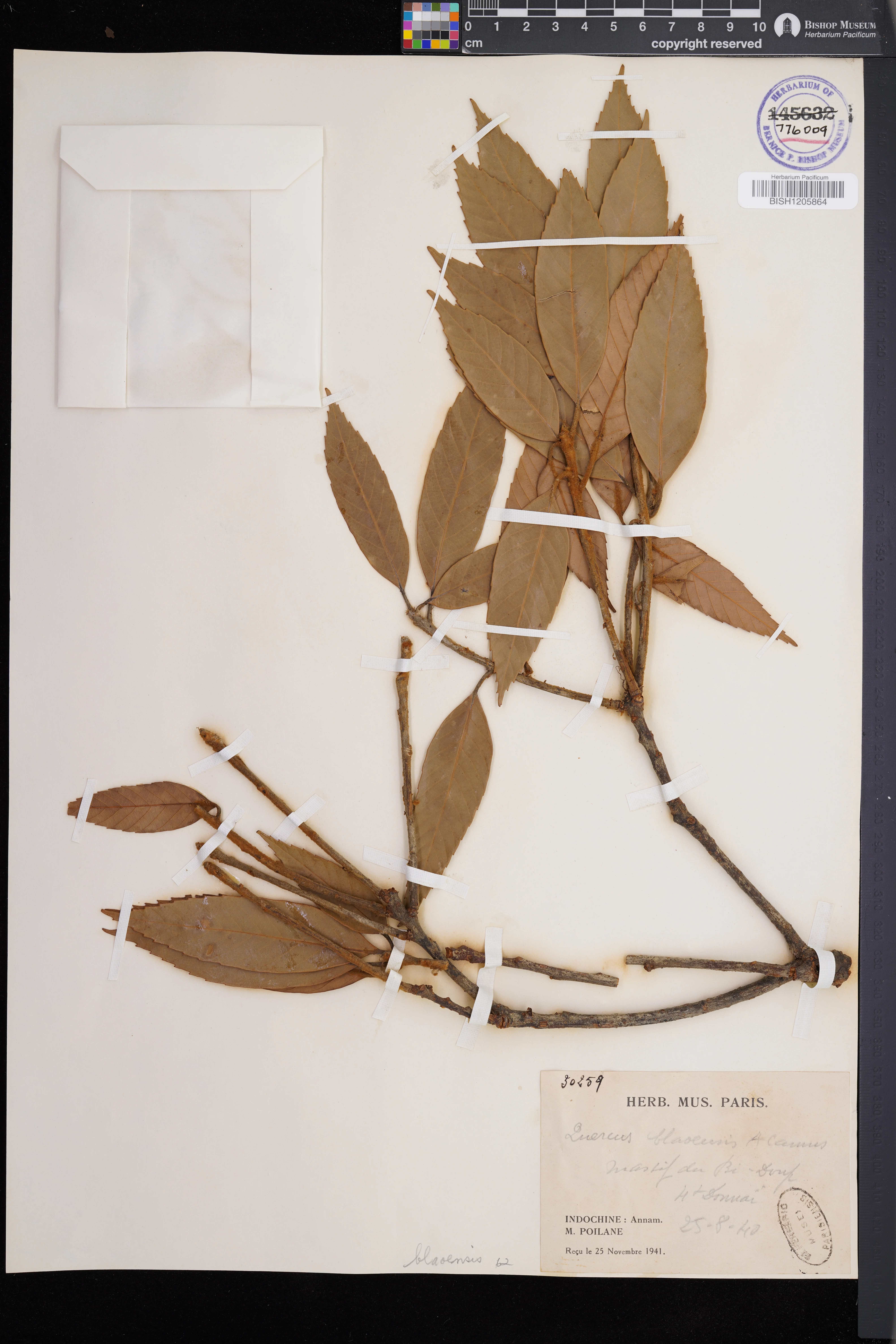 Quercus blaoensis (Quercus blaoensis)