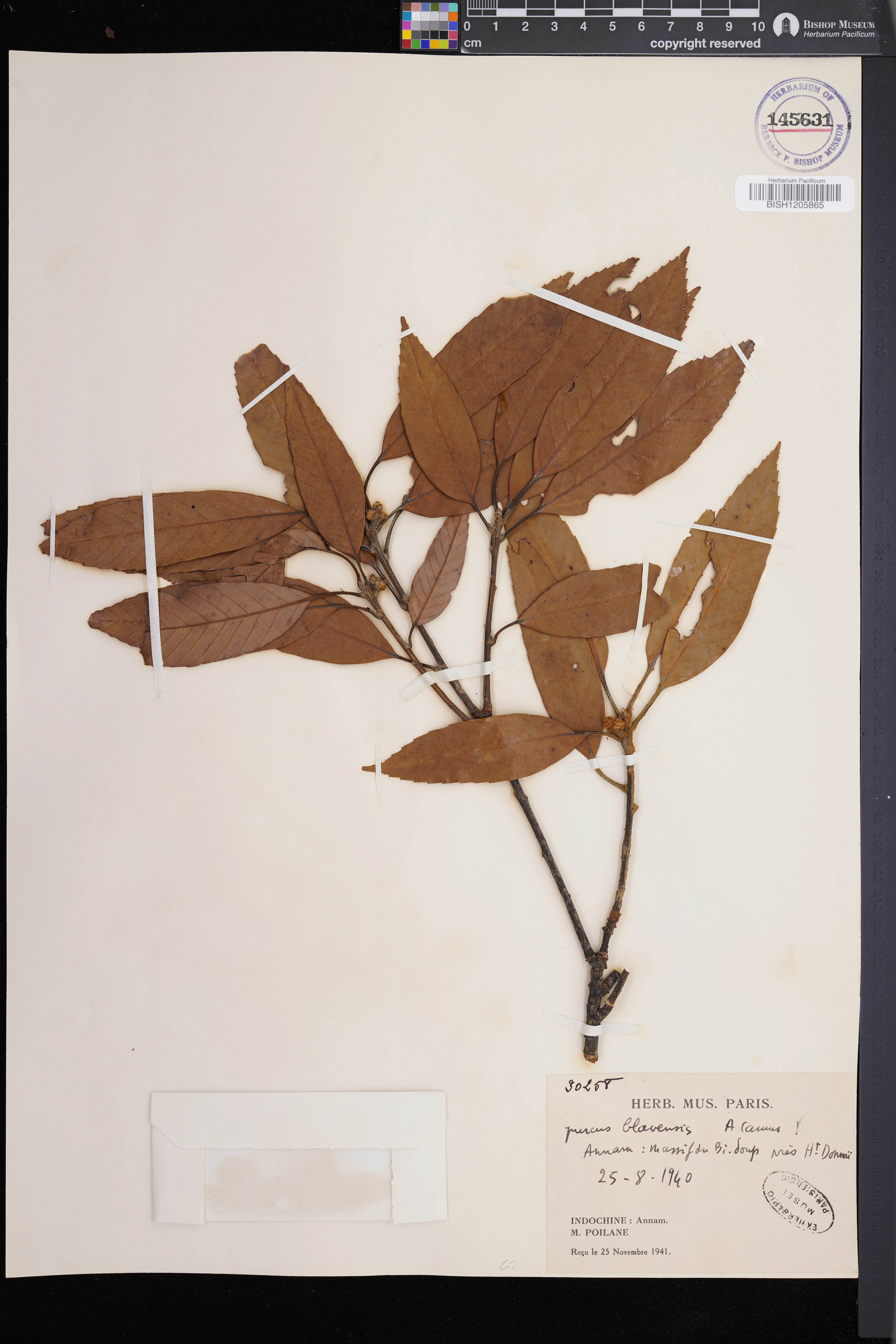 Quercus blaoensis — ảnh 2