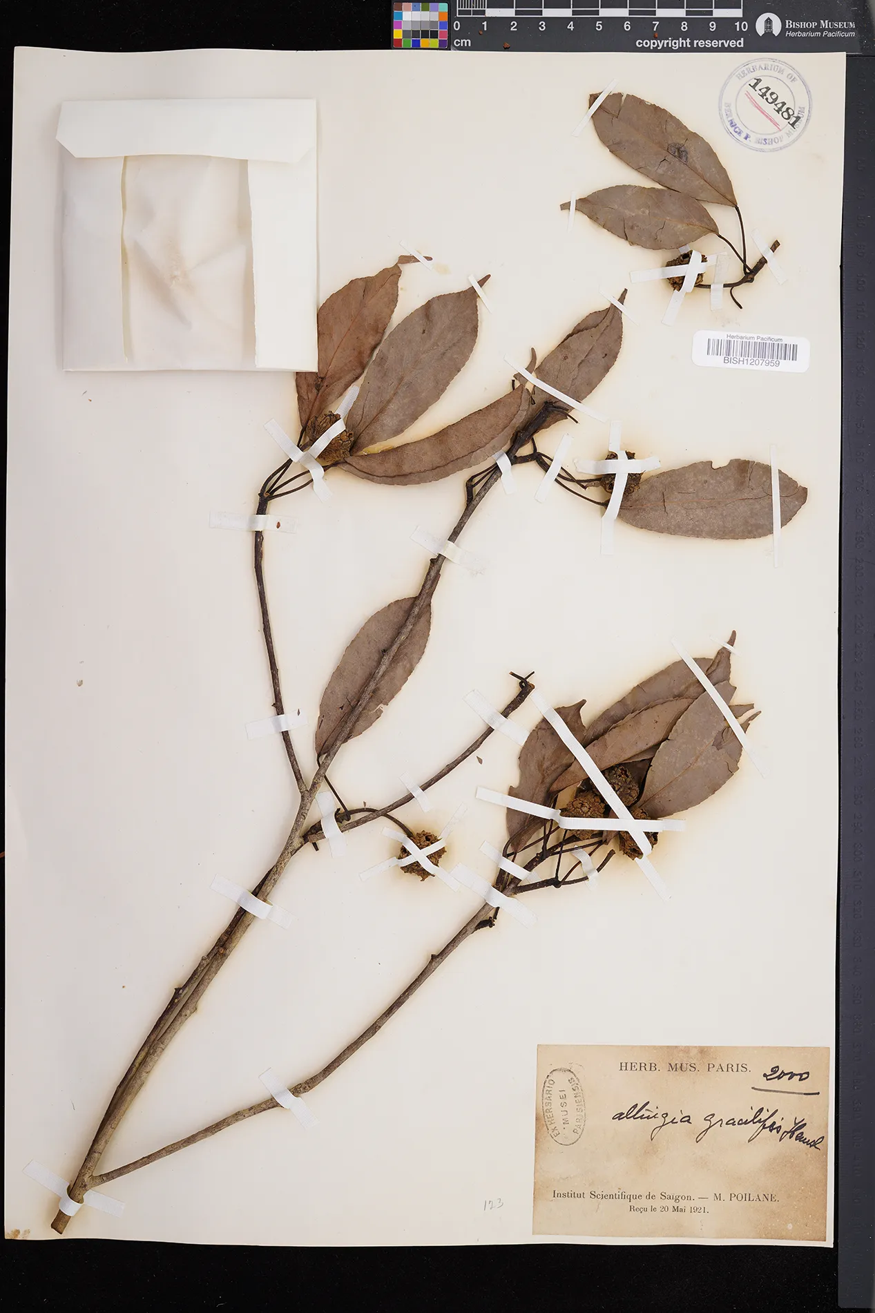 Liquidambar gracilipes (Liquidambar gracilipes)