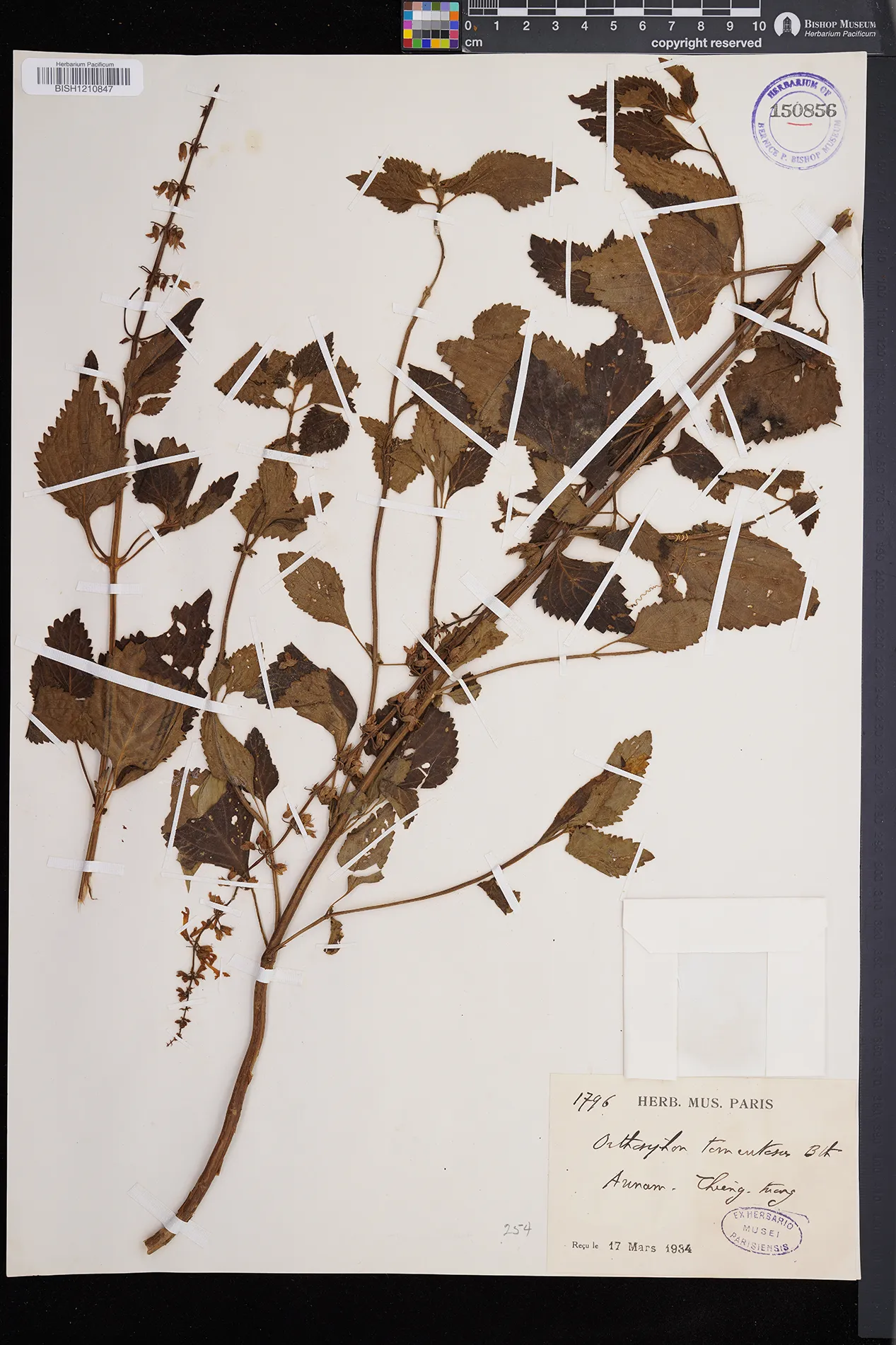 Endostemon viscosus (Endostemon viscosus)