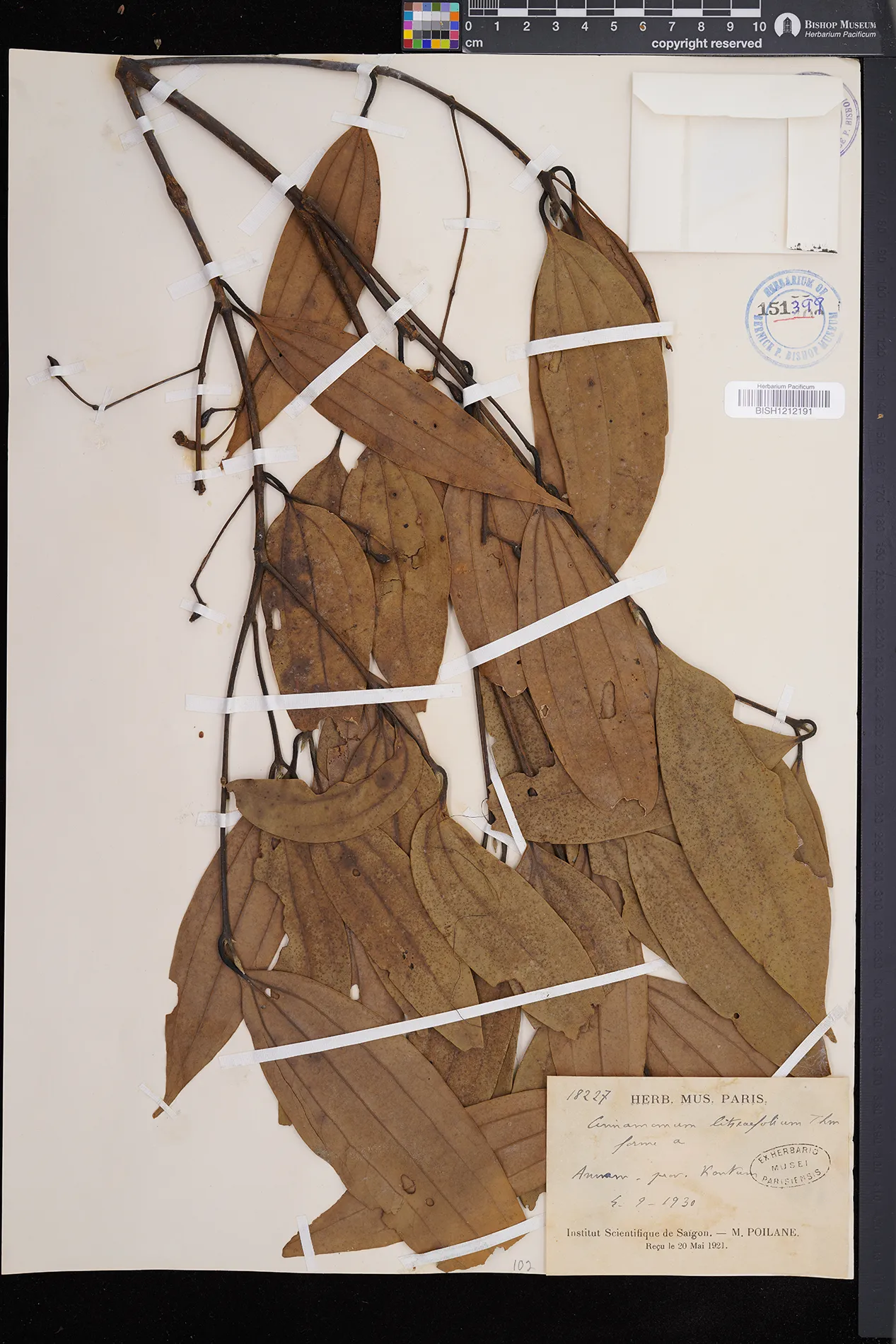 Cinnamomum litsaeifolium (Cinnamomum litsaeifolium)