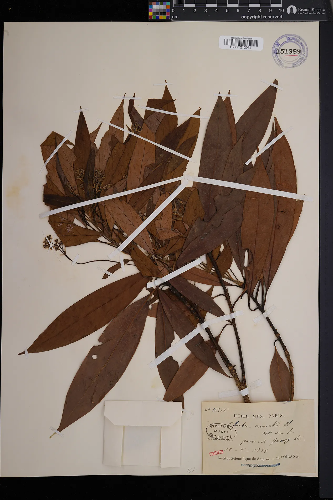Phoebe cuneata — ảnh 3