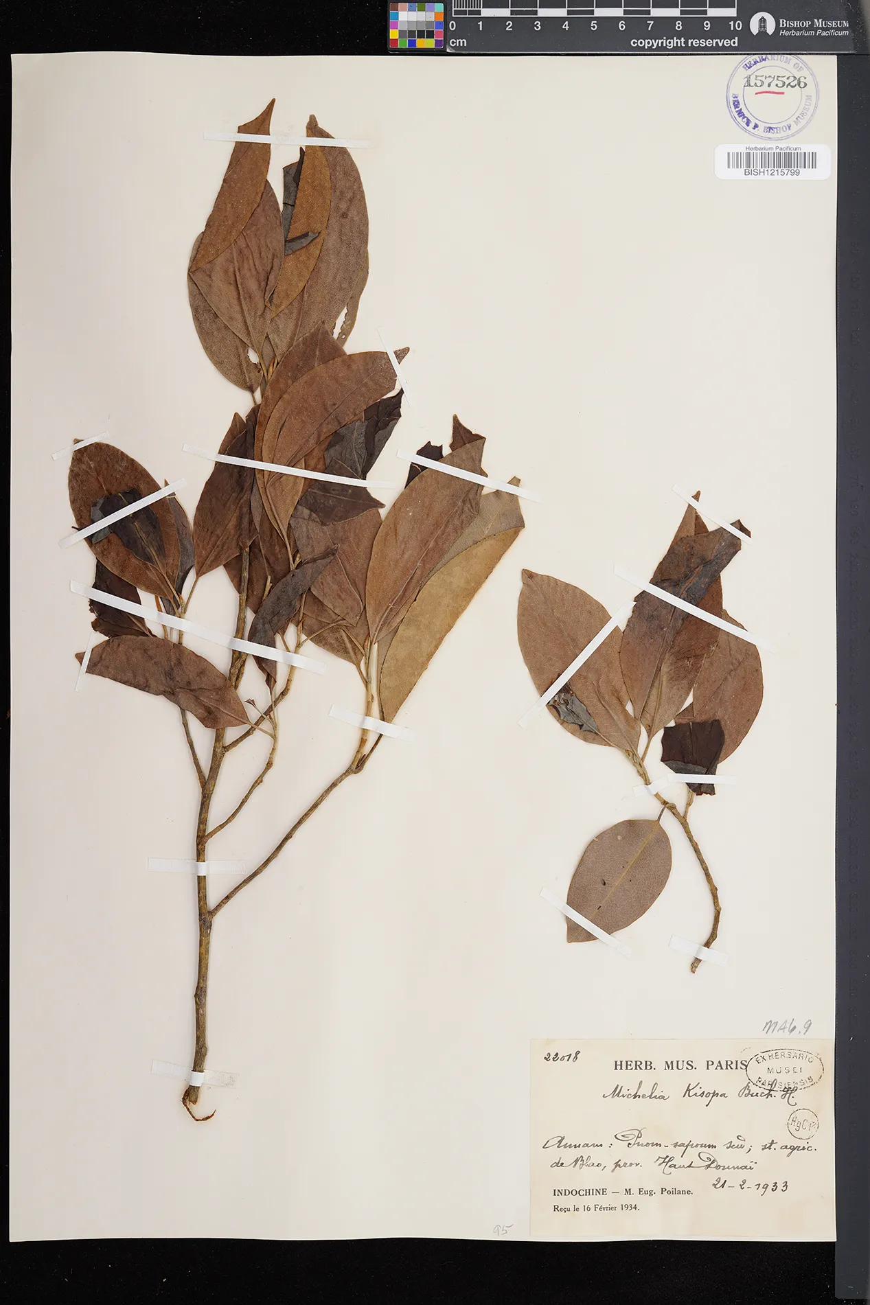 Magnolia kisopa — ảnh 2