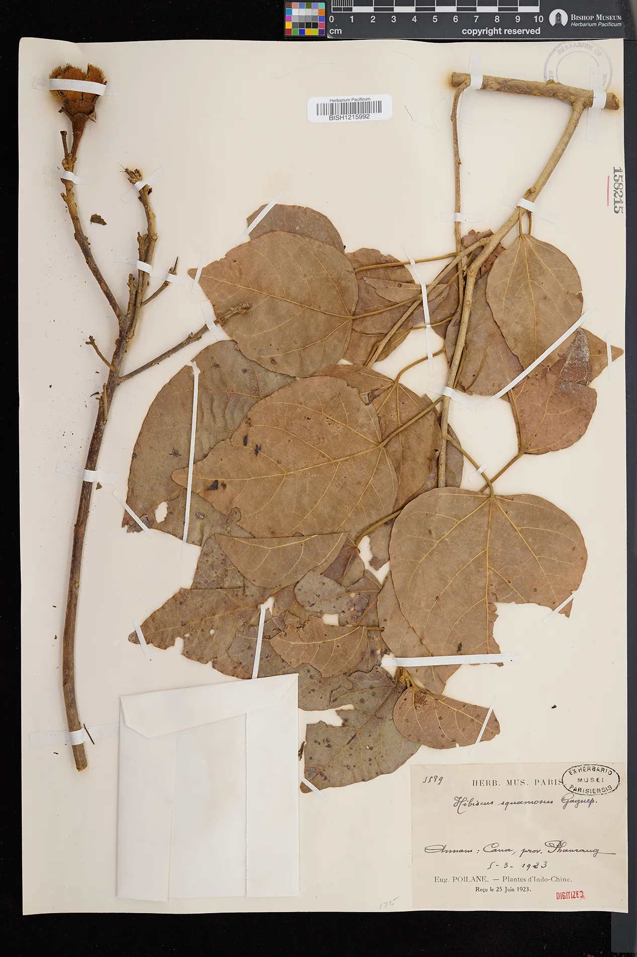 Hibiscus squamosus (Hibiscus squamosus)