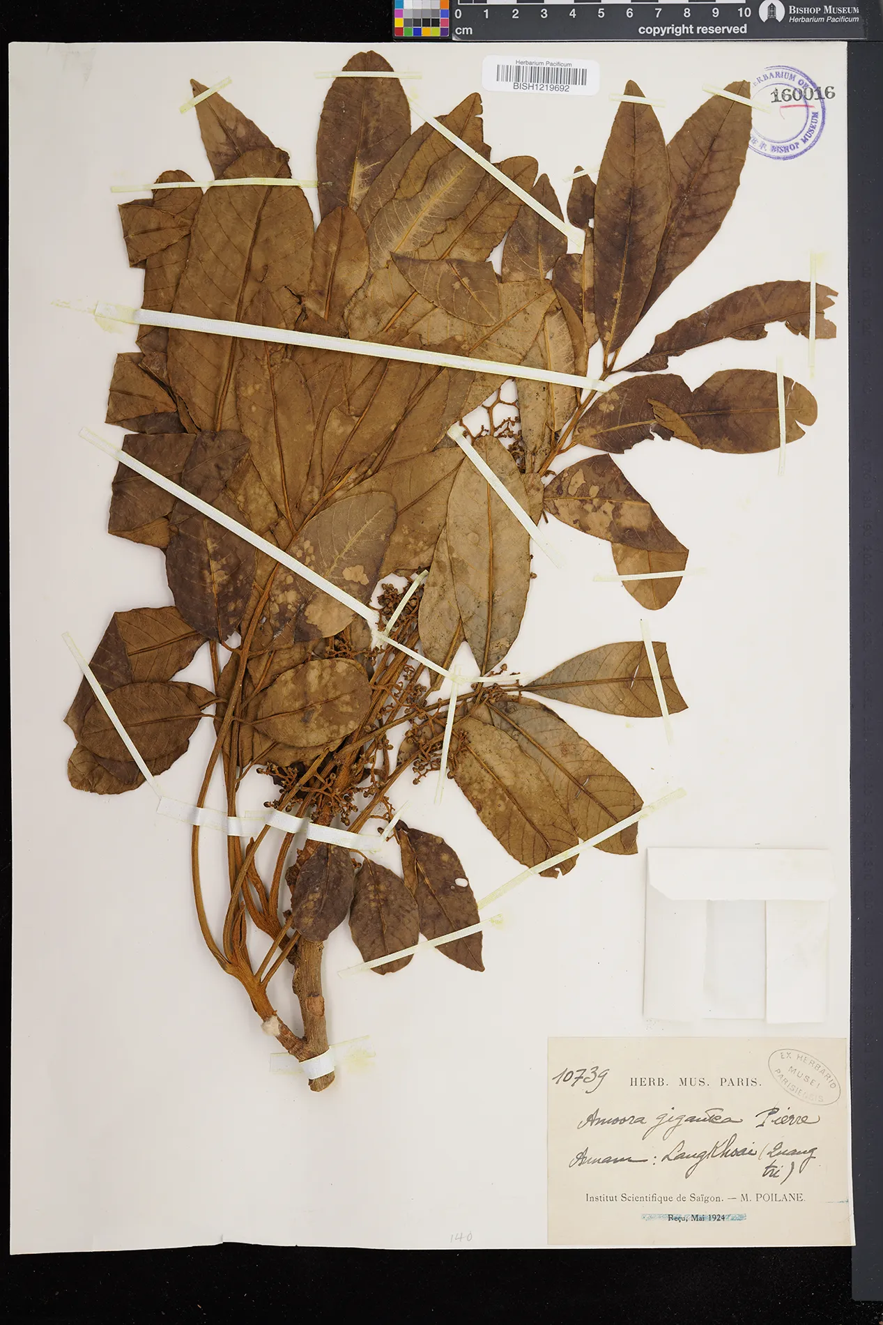 Aglaia spectabilis — ảnh 2