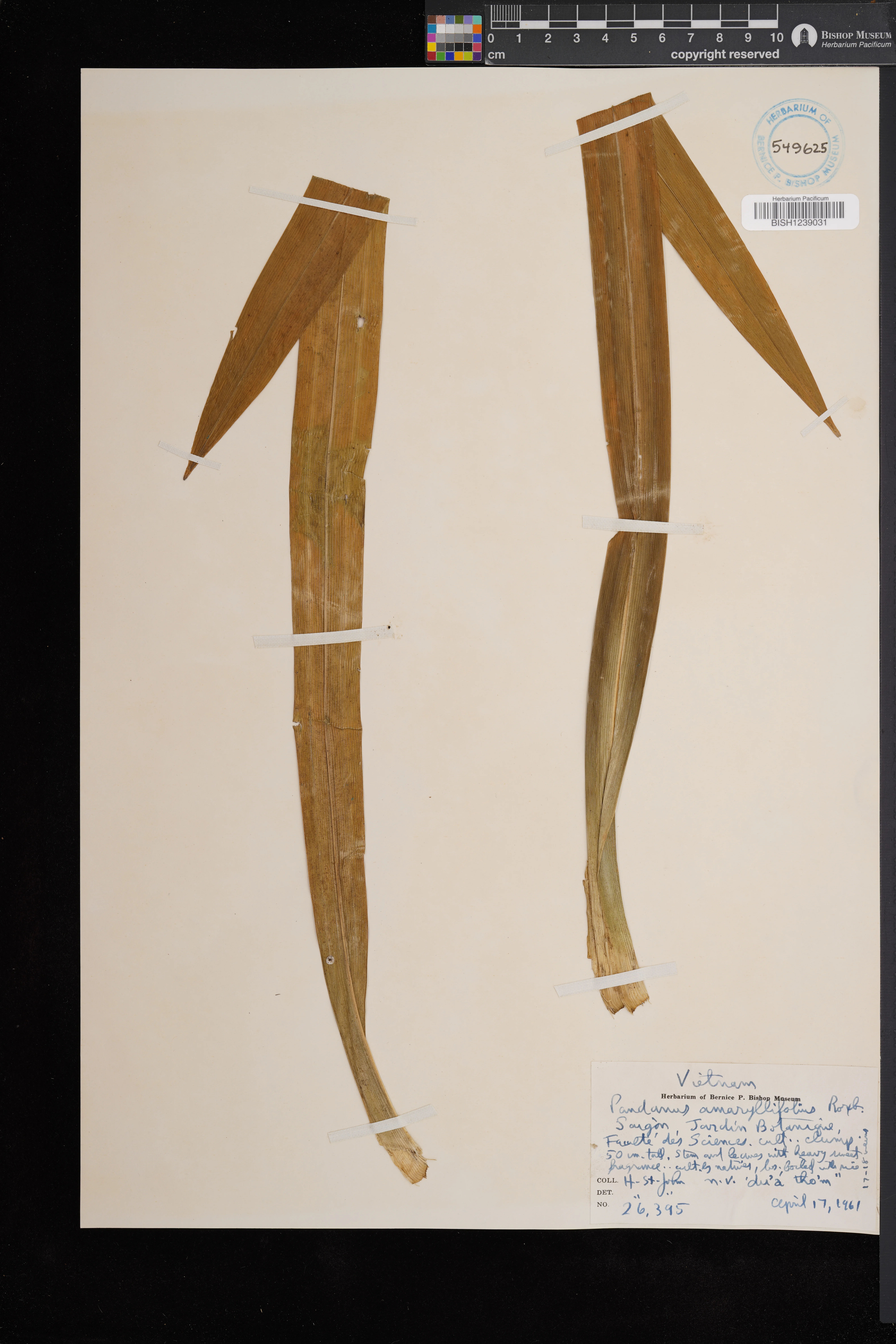 Pandanus amaryllifolius — ảnh 2
