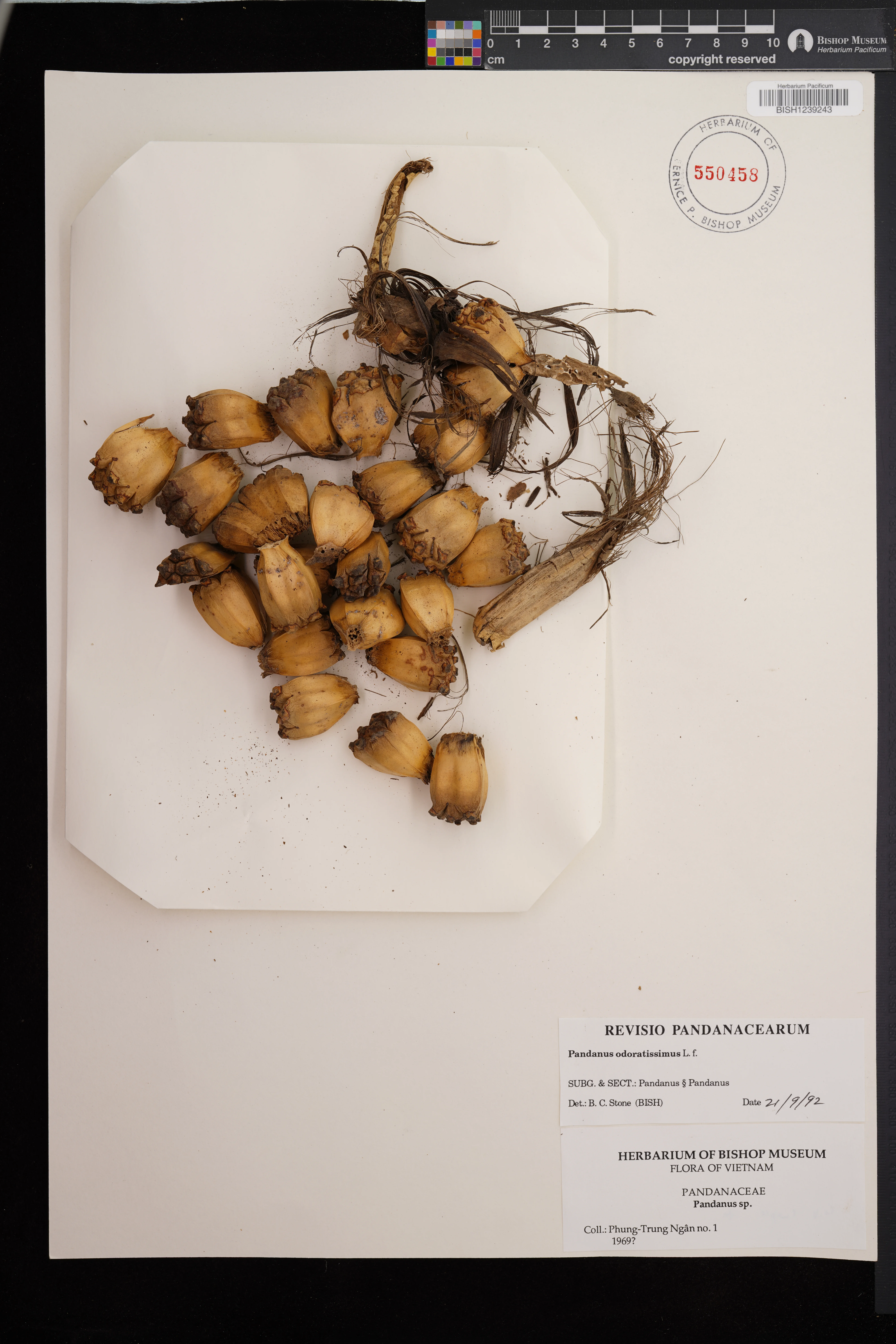 Pandanus utilis — ảnh 2