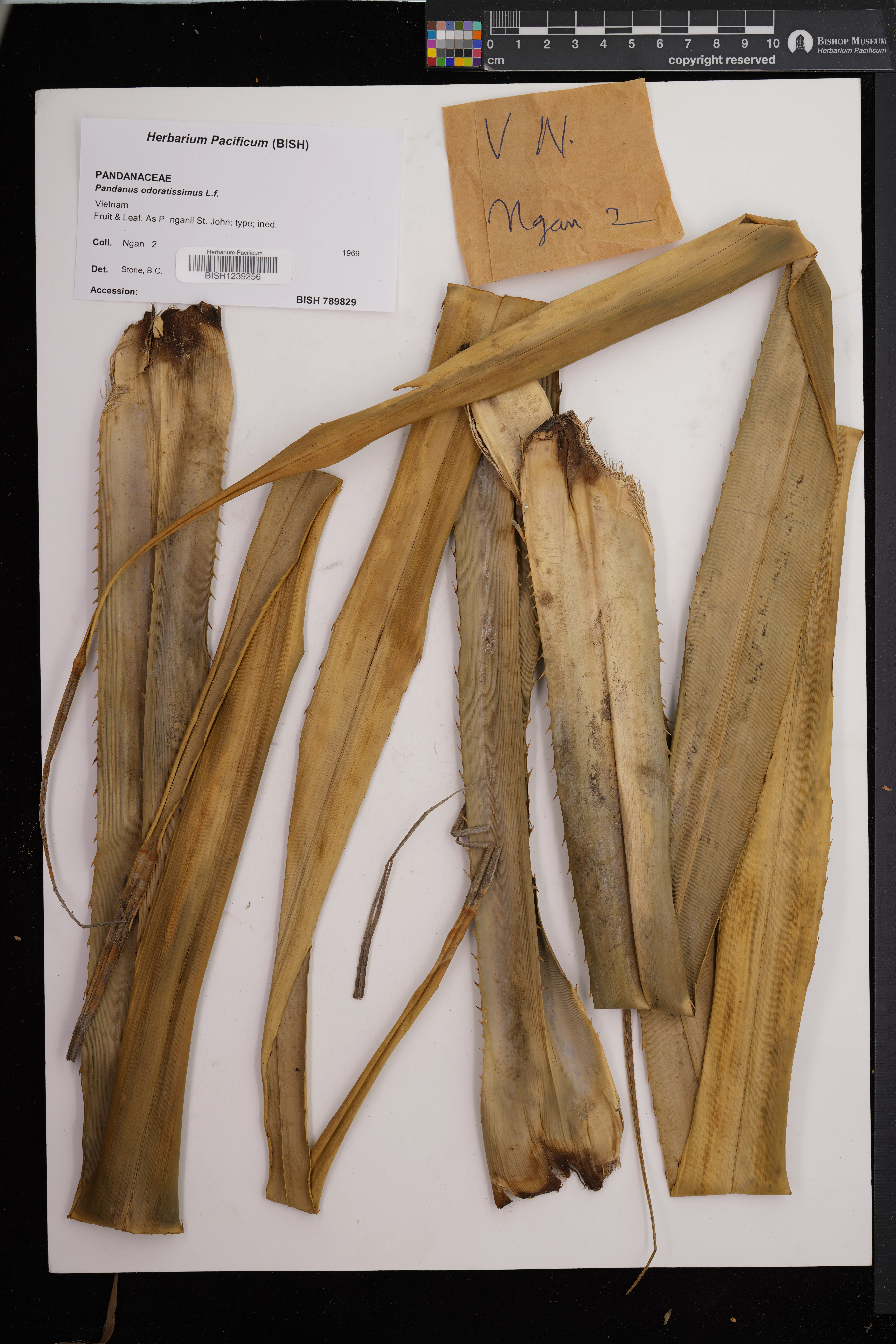 Pandanus utilis — ảnh 3