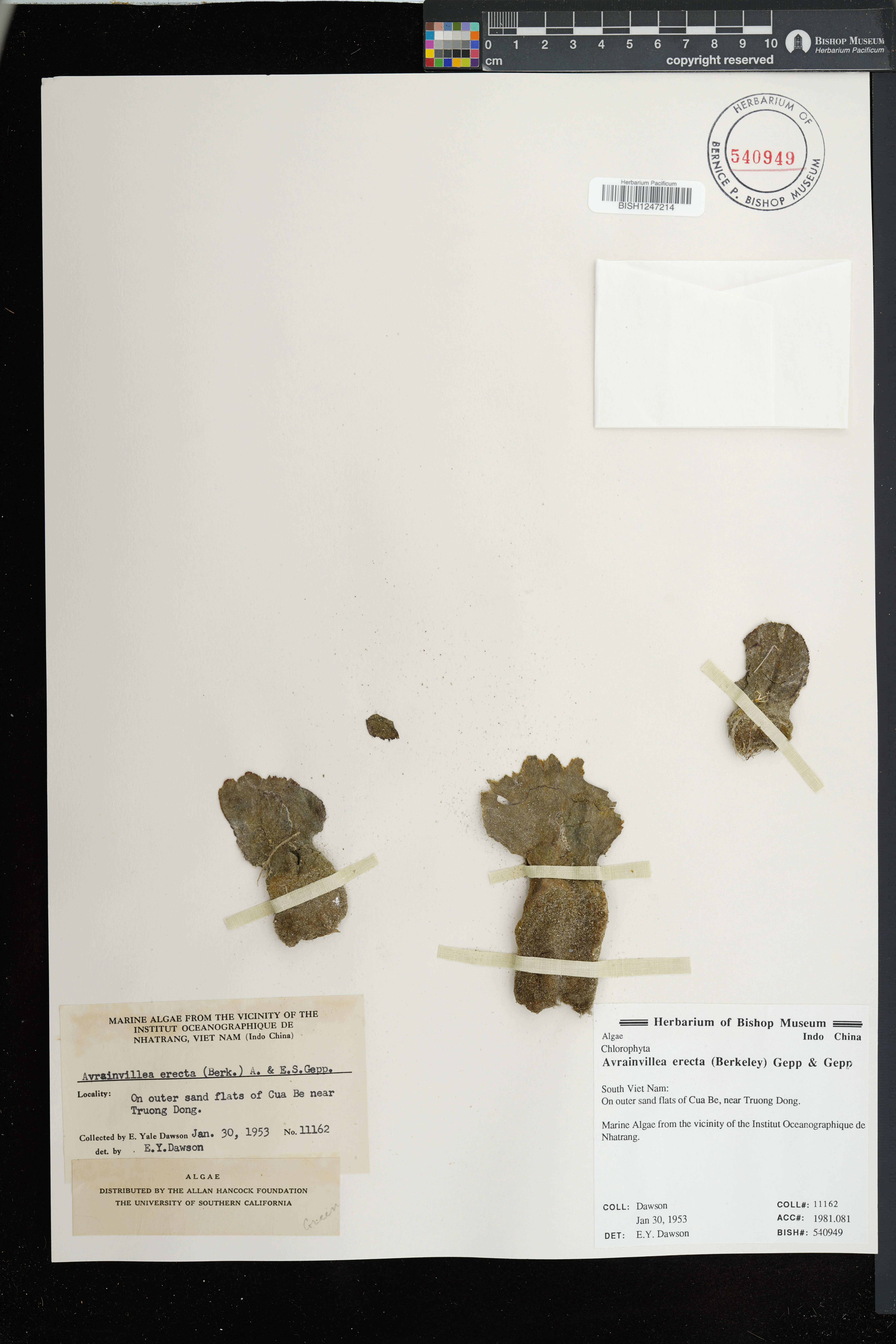 Avrainvillea erecta — ảnh 3