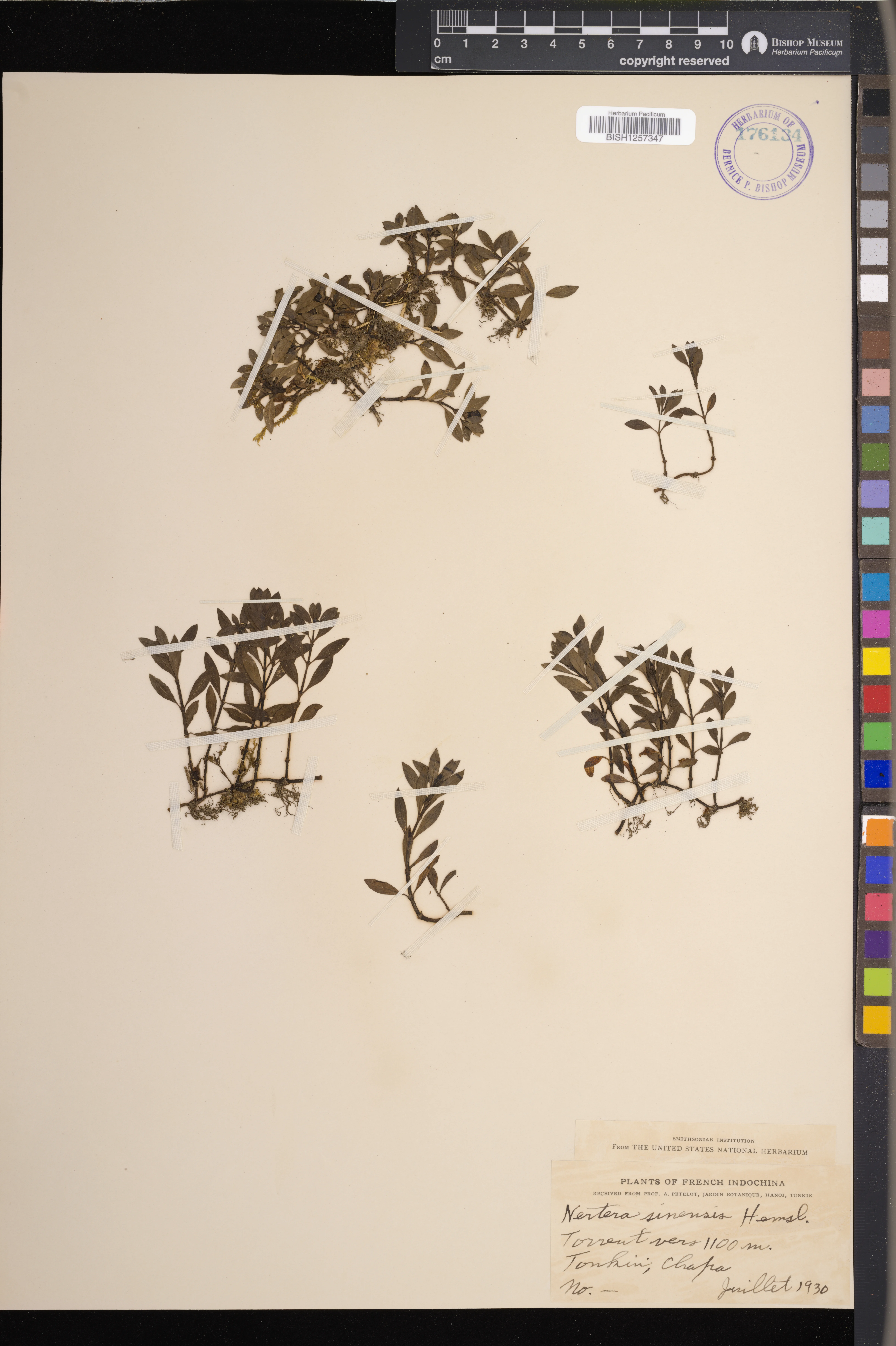 Nertera sinensis — ảnh 2