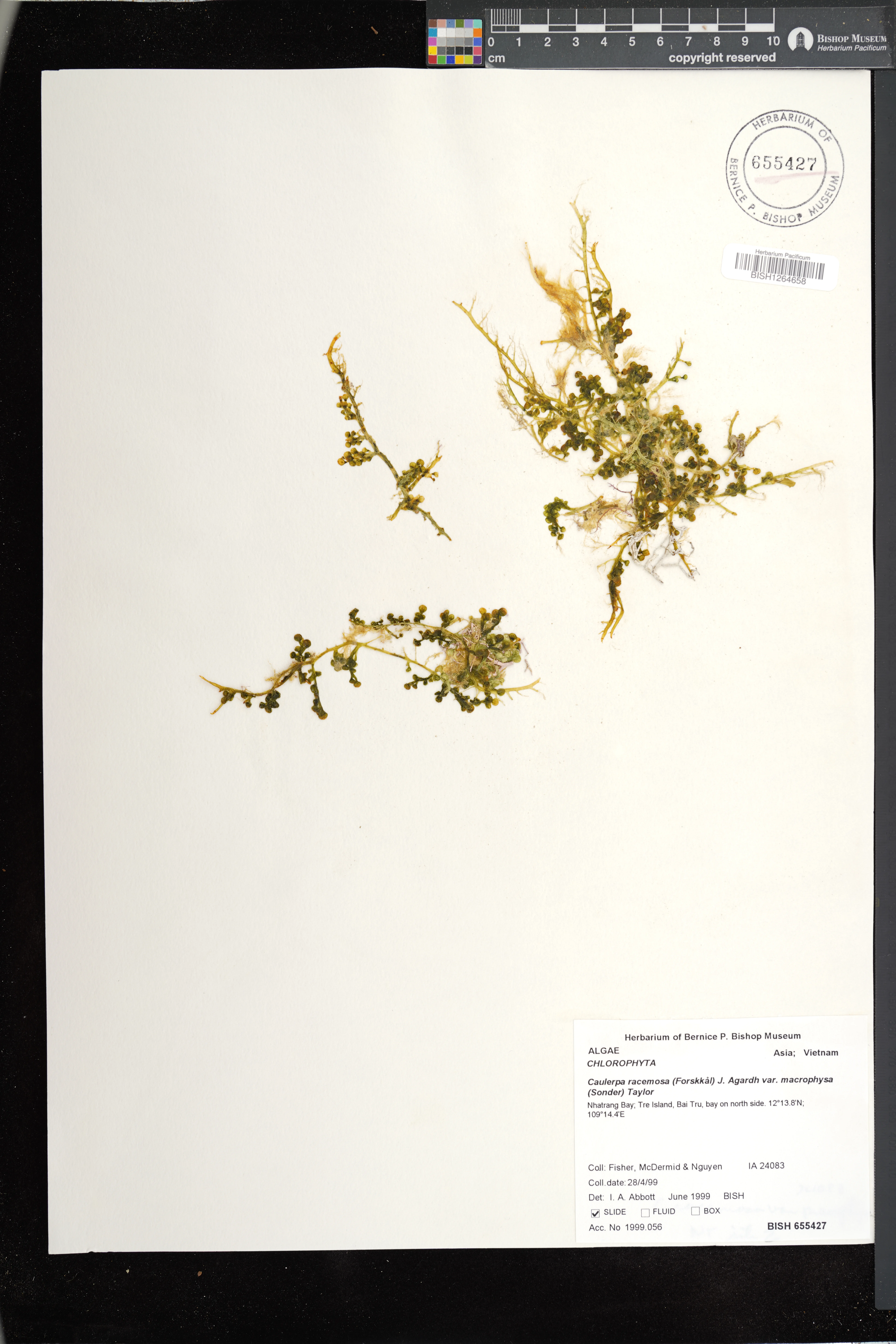 Caulerpa macrophysa (Caulerpa macrophysa)