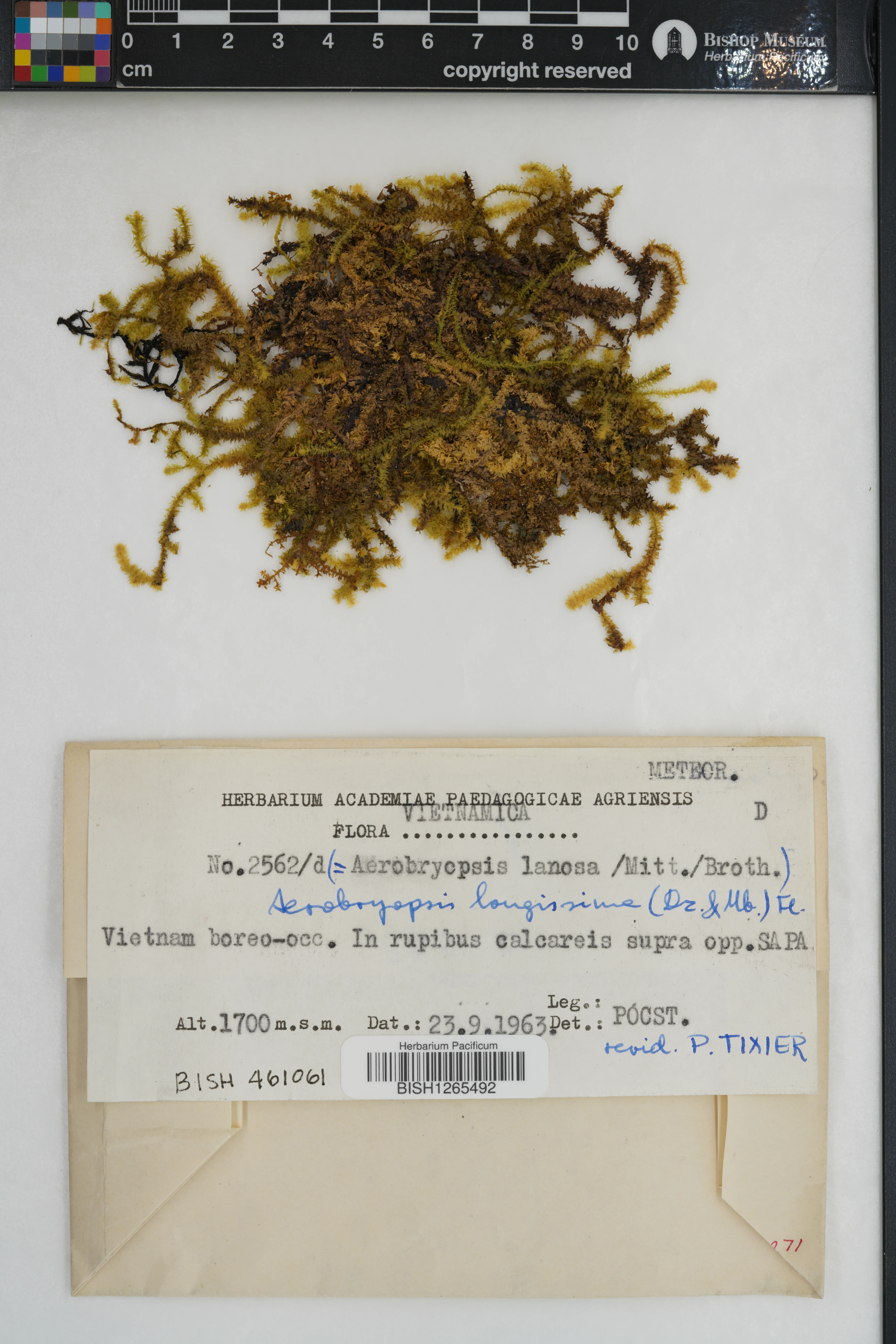 Aerobryopsis longissima — ảnh 2