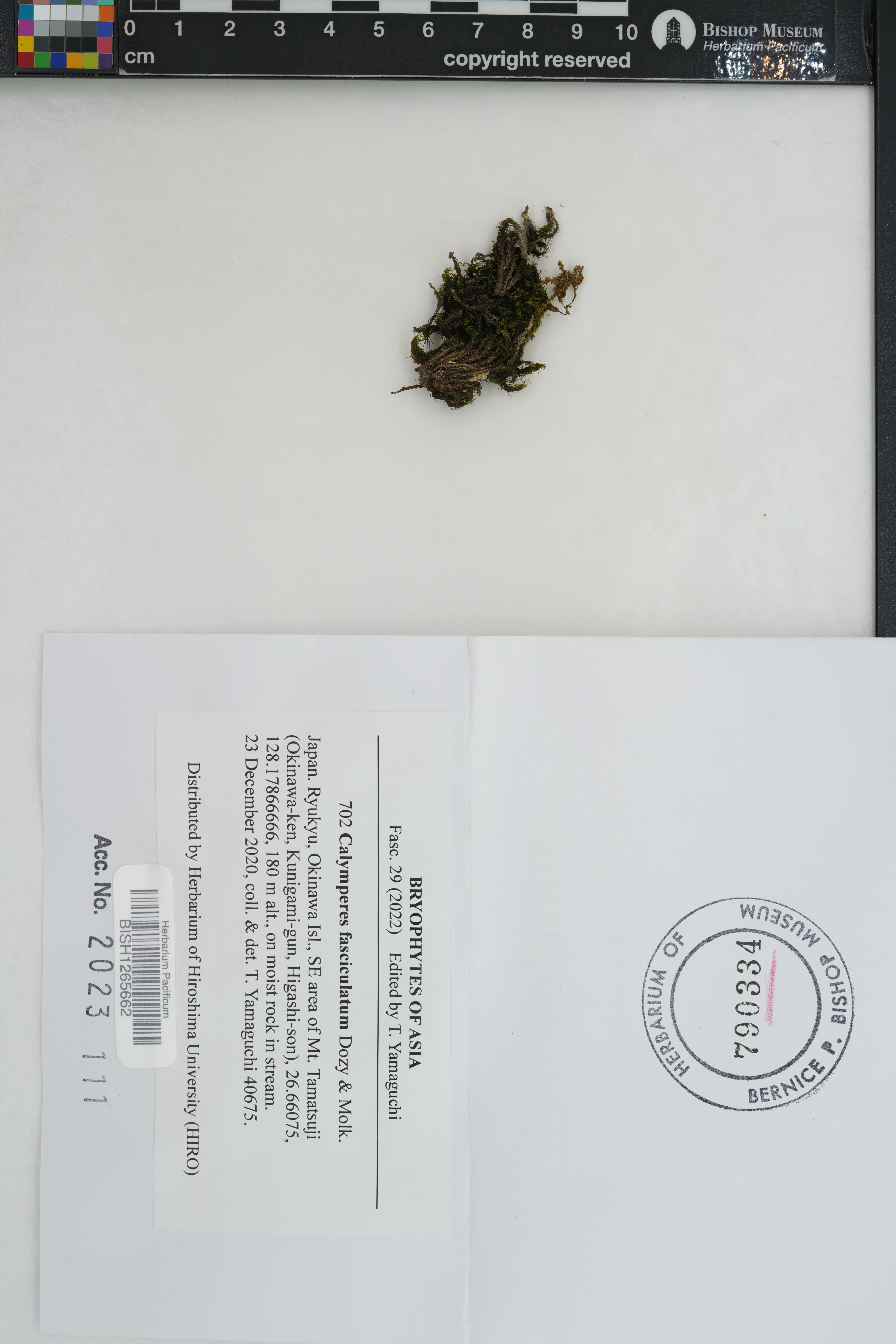 Calymperes fasciculatum (Calymperes fasciculatum)