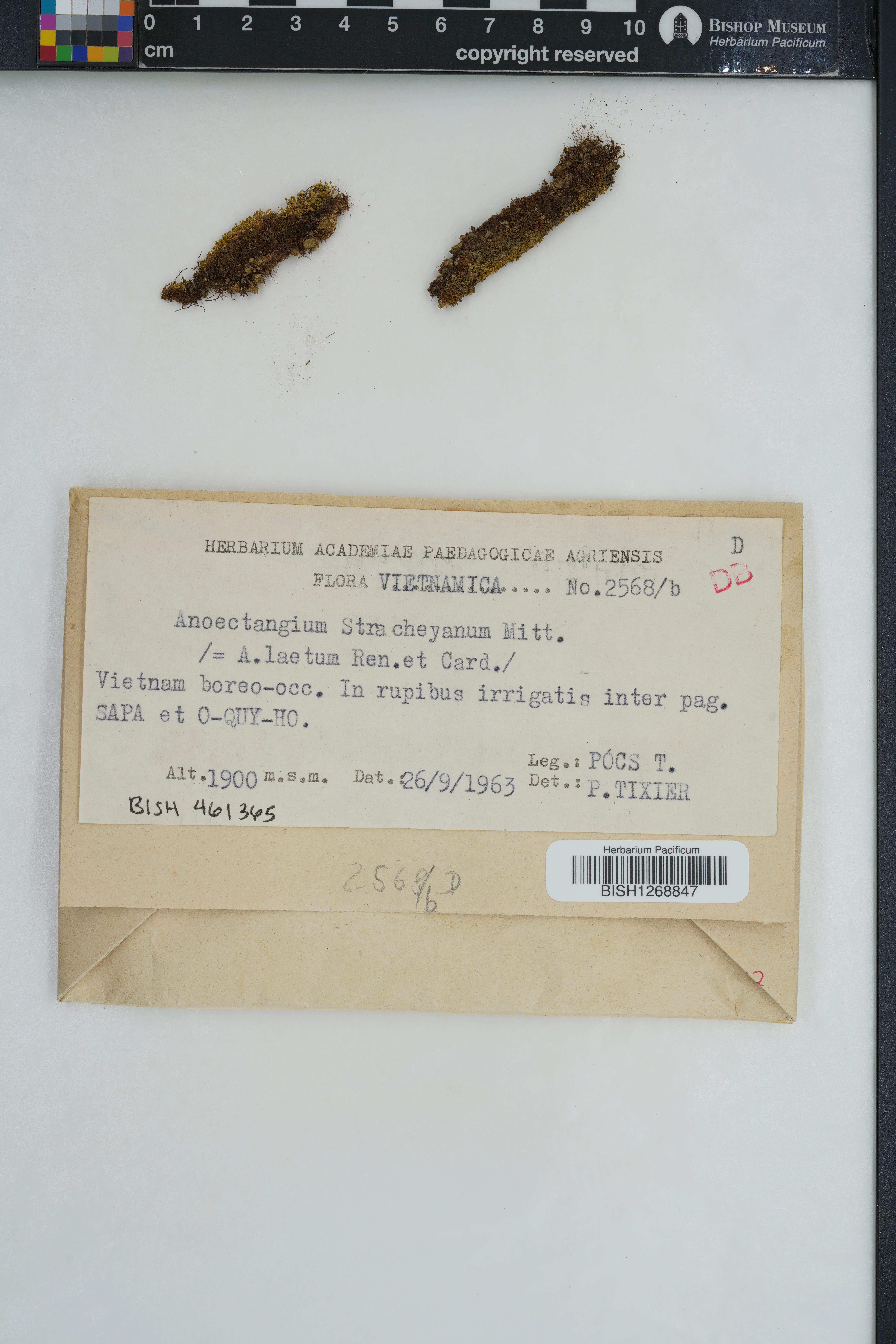 Anoectangium stracheyanum (Anoectangium stracheyanum)