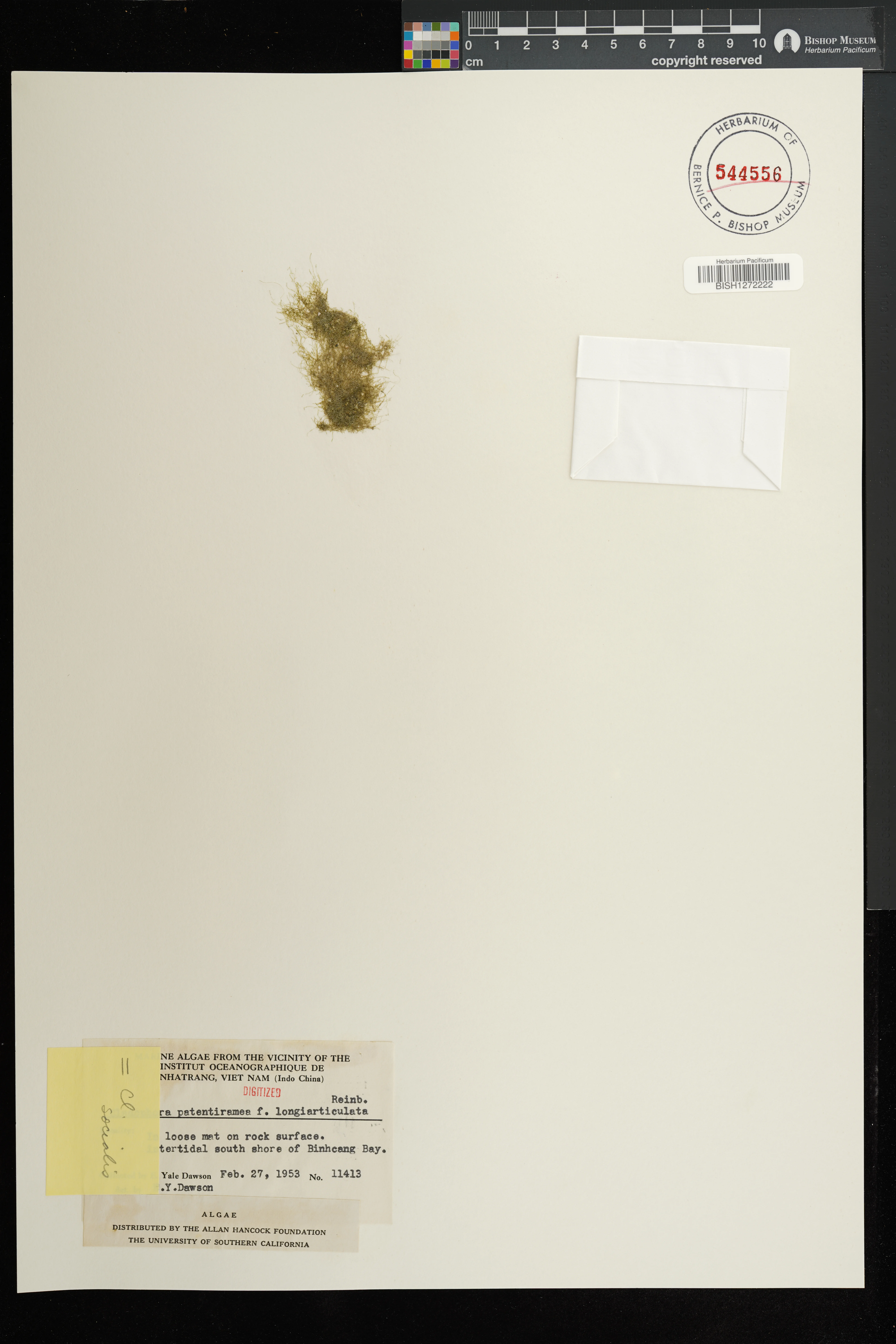 Cladophora socialis — ảnh 3