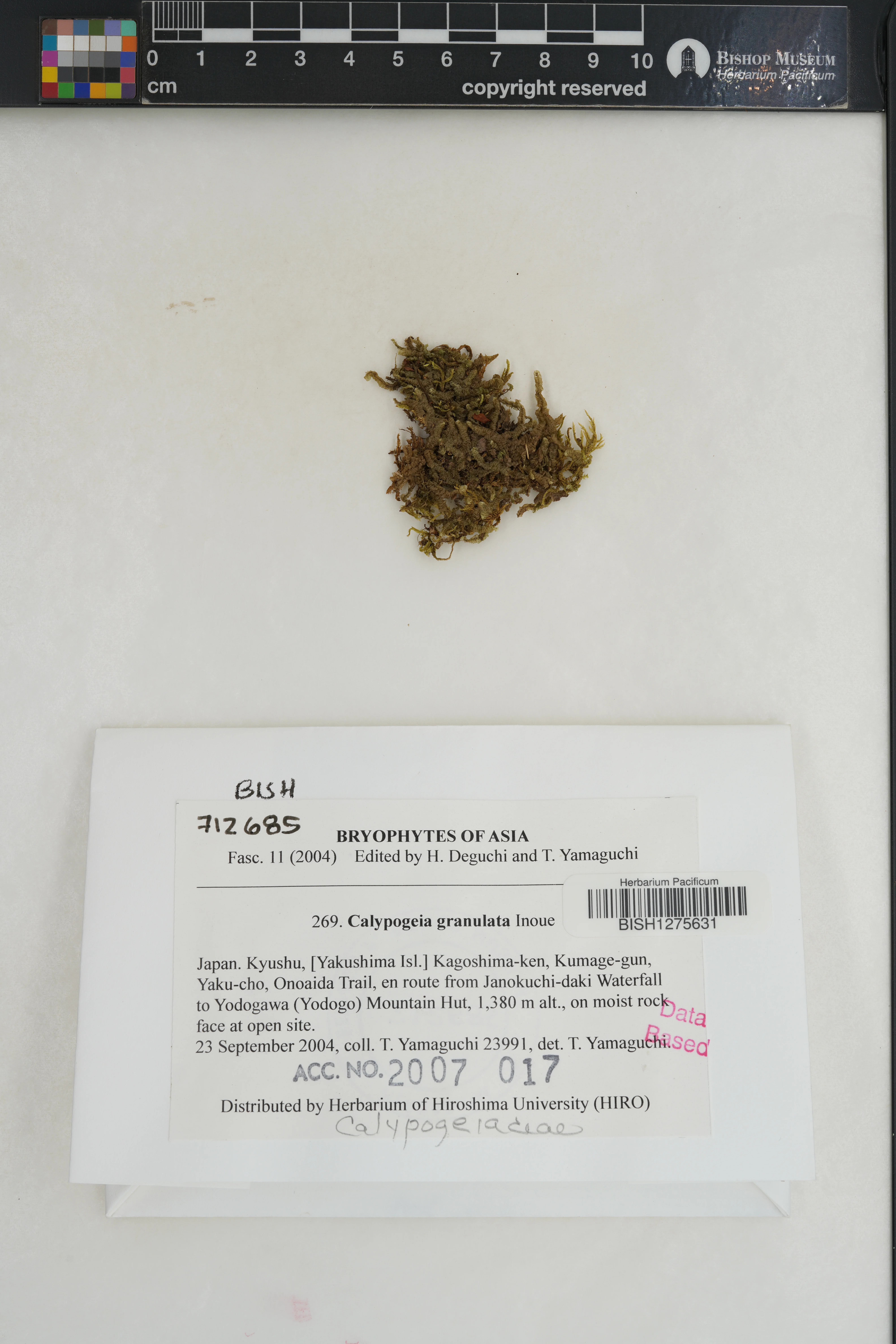 Calypogeia granulata (Calypogeia granulata)