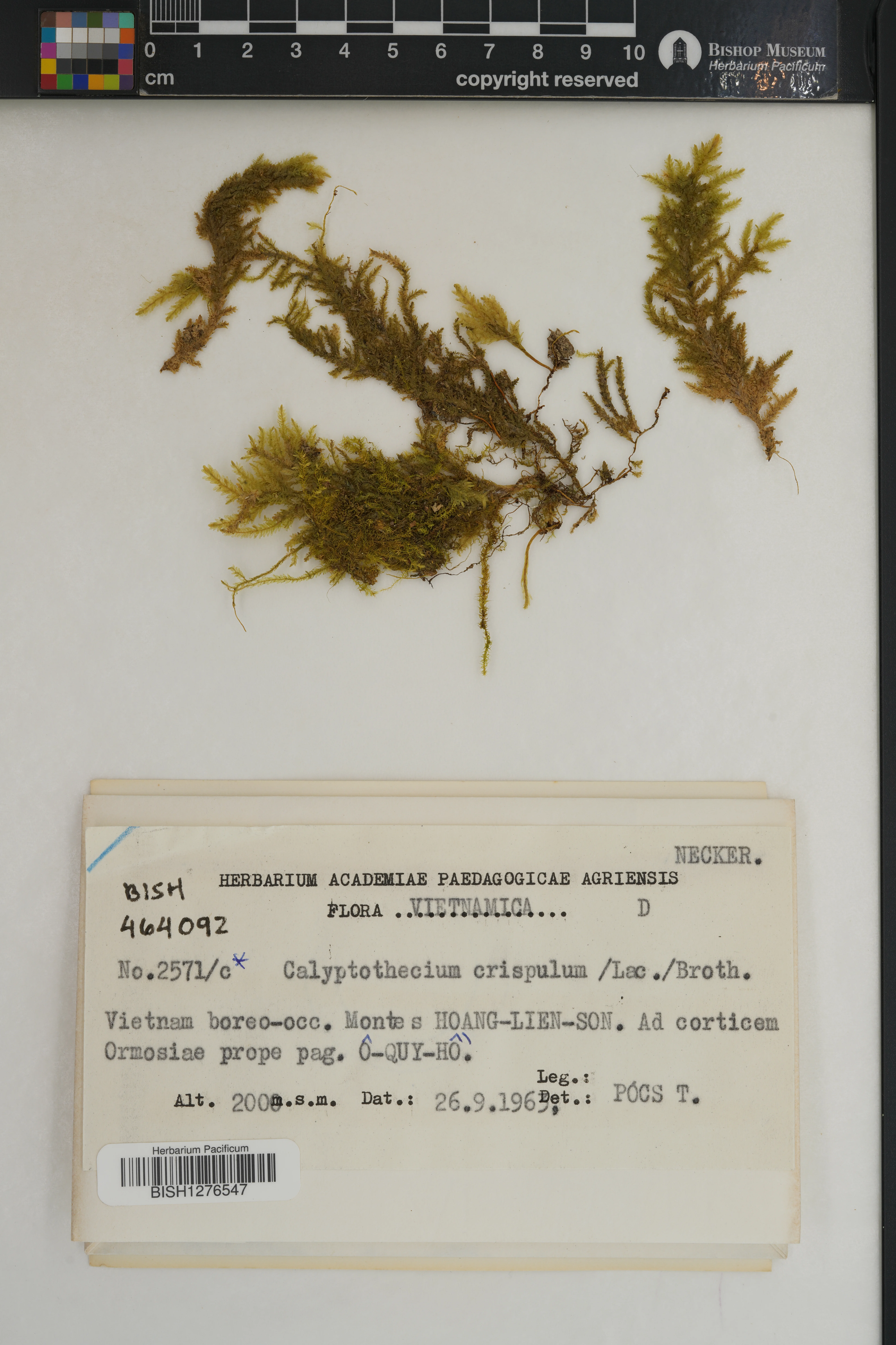 Calyptothecium urvilleanum (Calyptothecium urvilleanum)