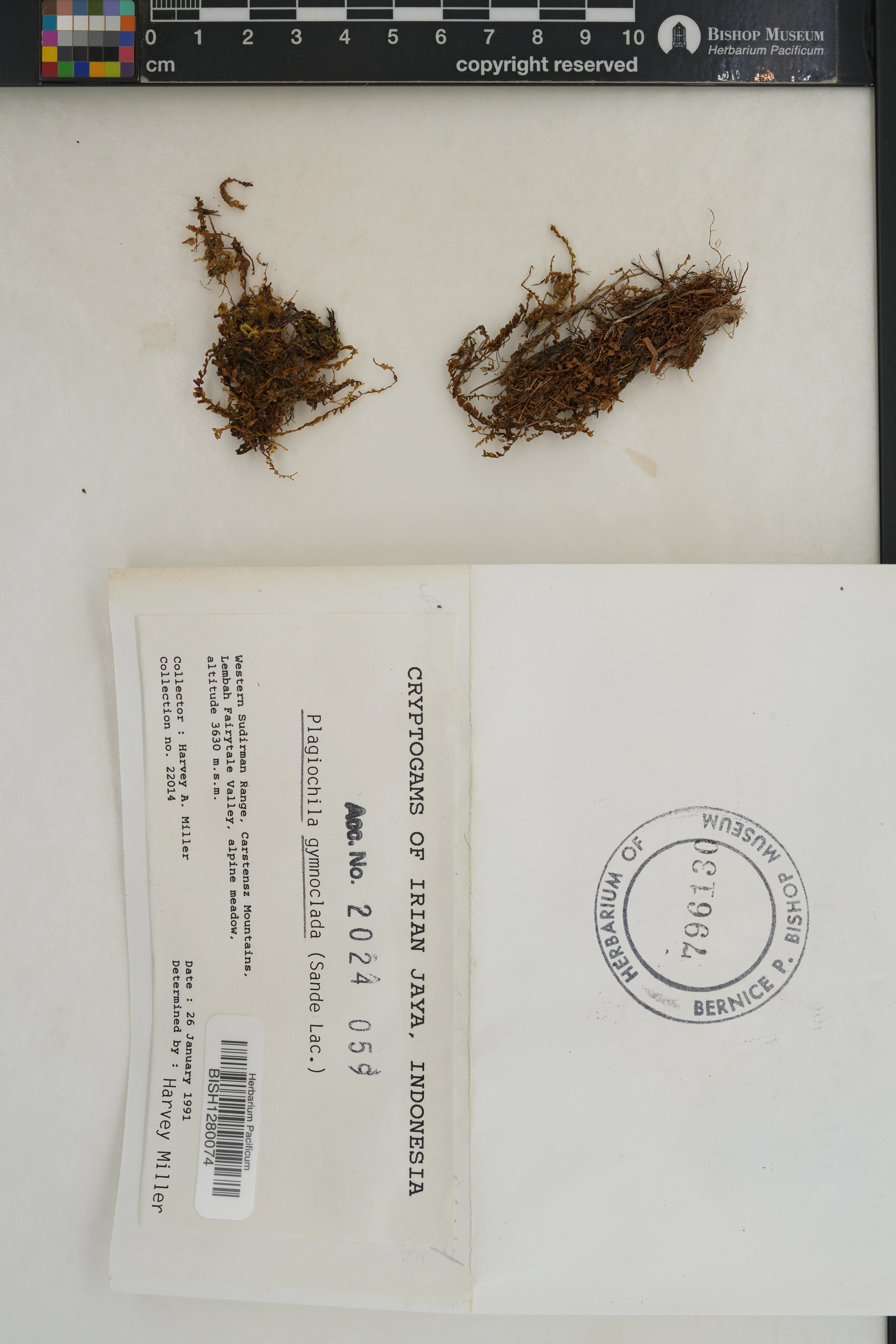 Plagiochila gymnoclada (Plagiochila gymnoclada)
