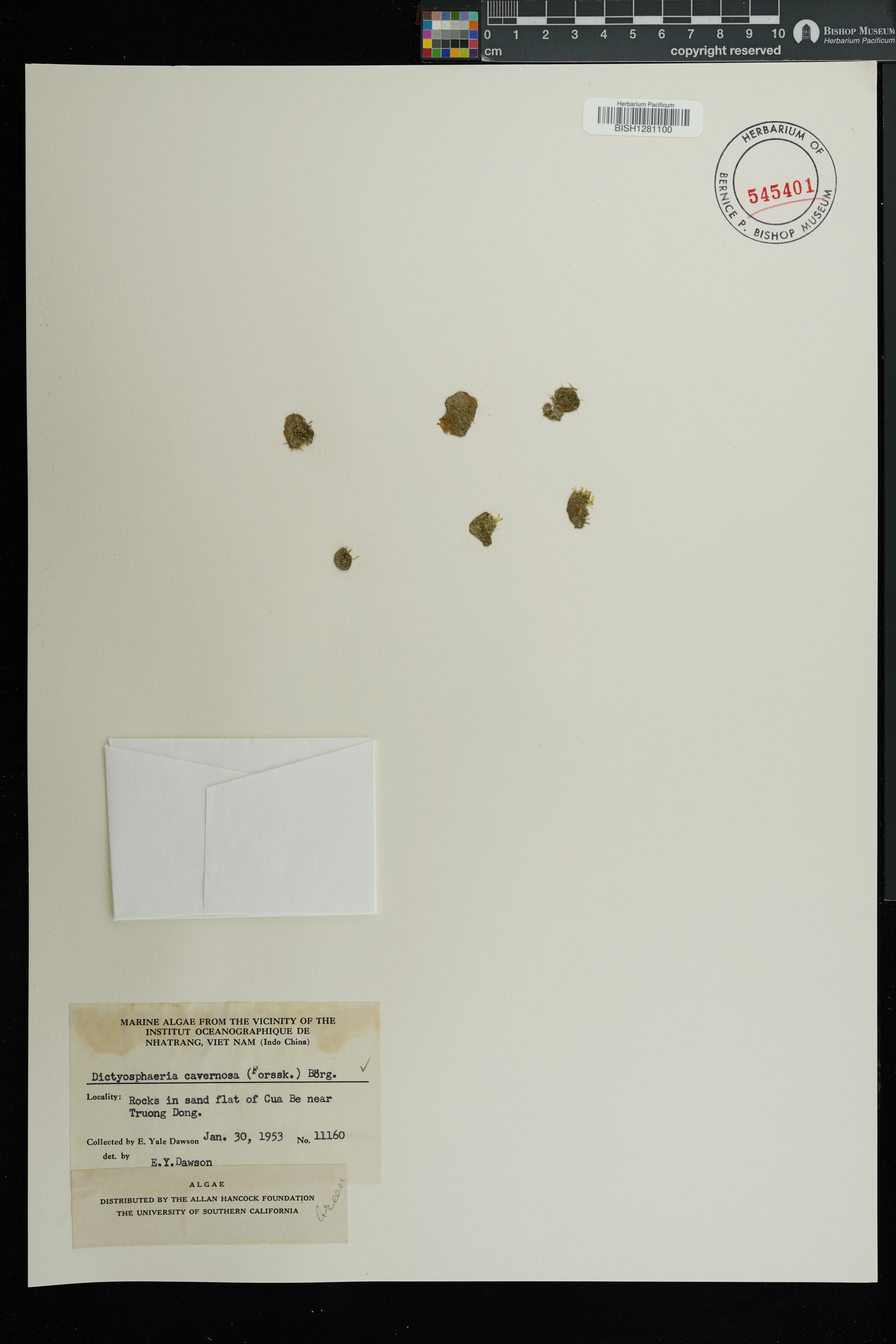 Dictyosphaeria cavernosa — ảnh 2