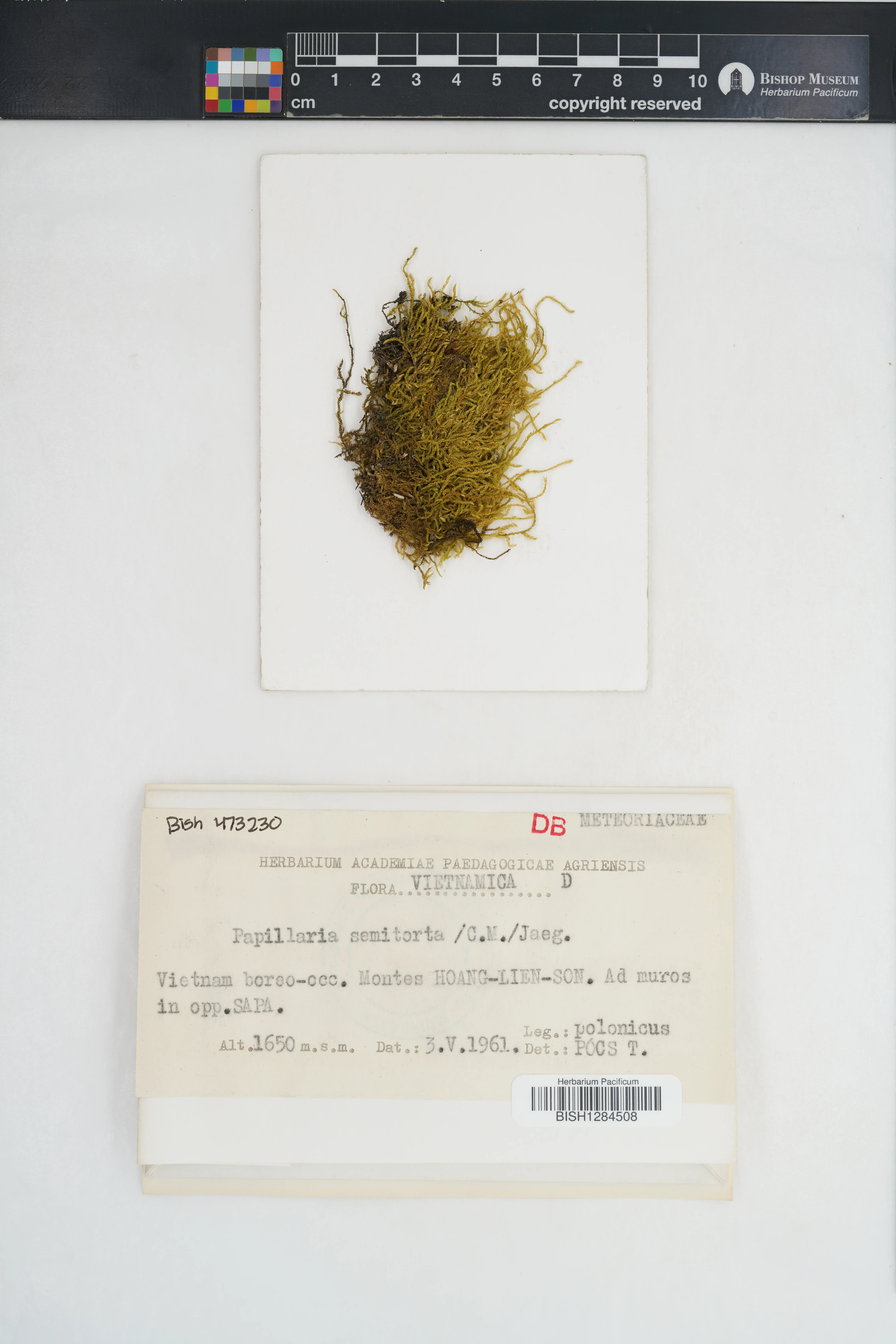 Toloxis semitorta — ảnh 2