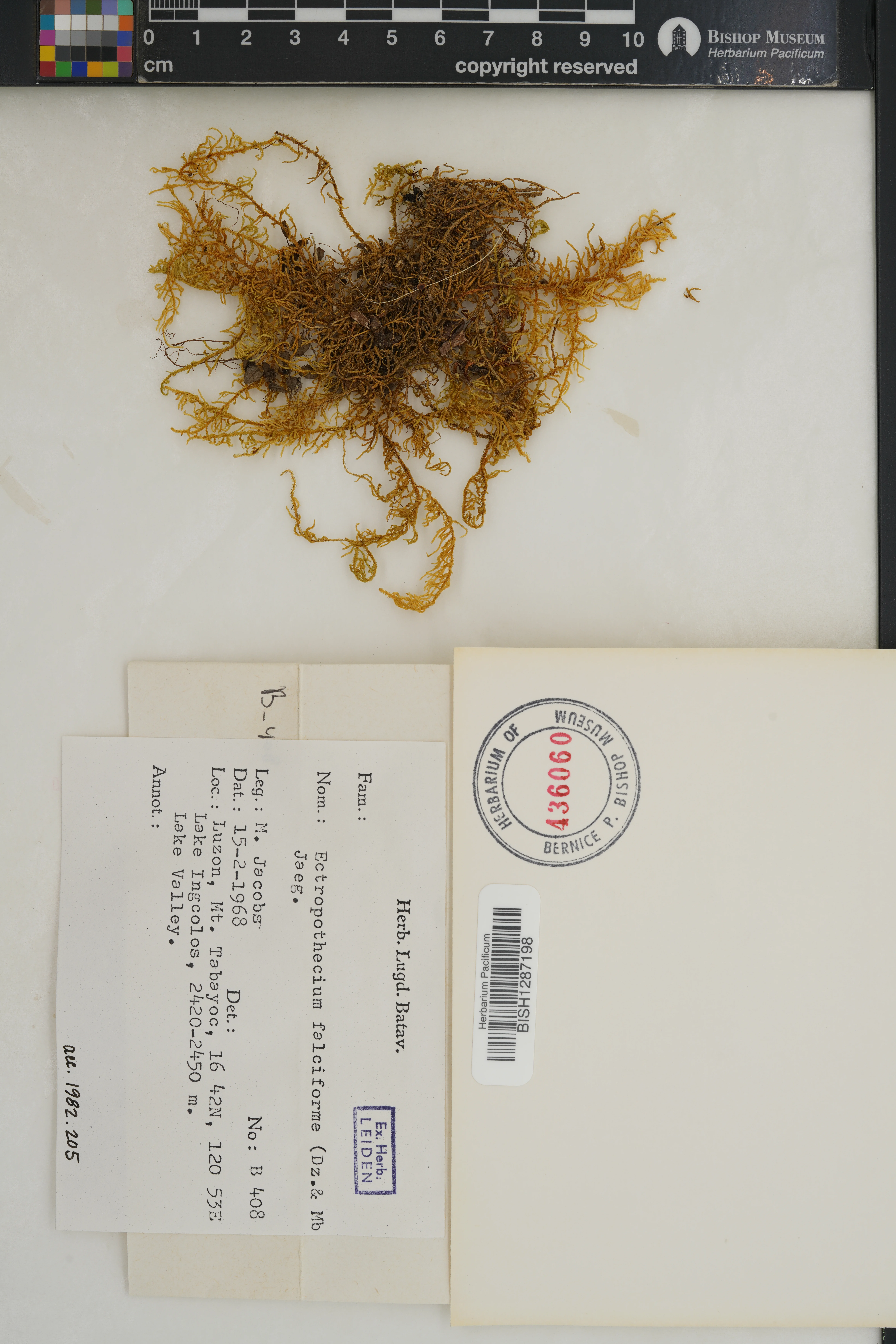 Ectropothecium falciforme (Ectropothecium falciforme)