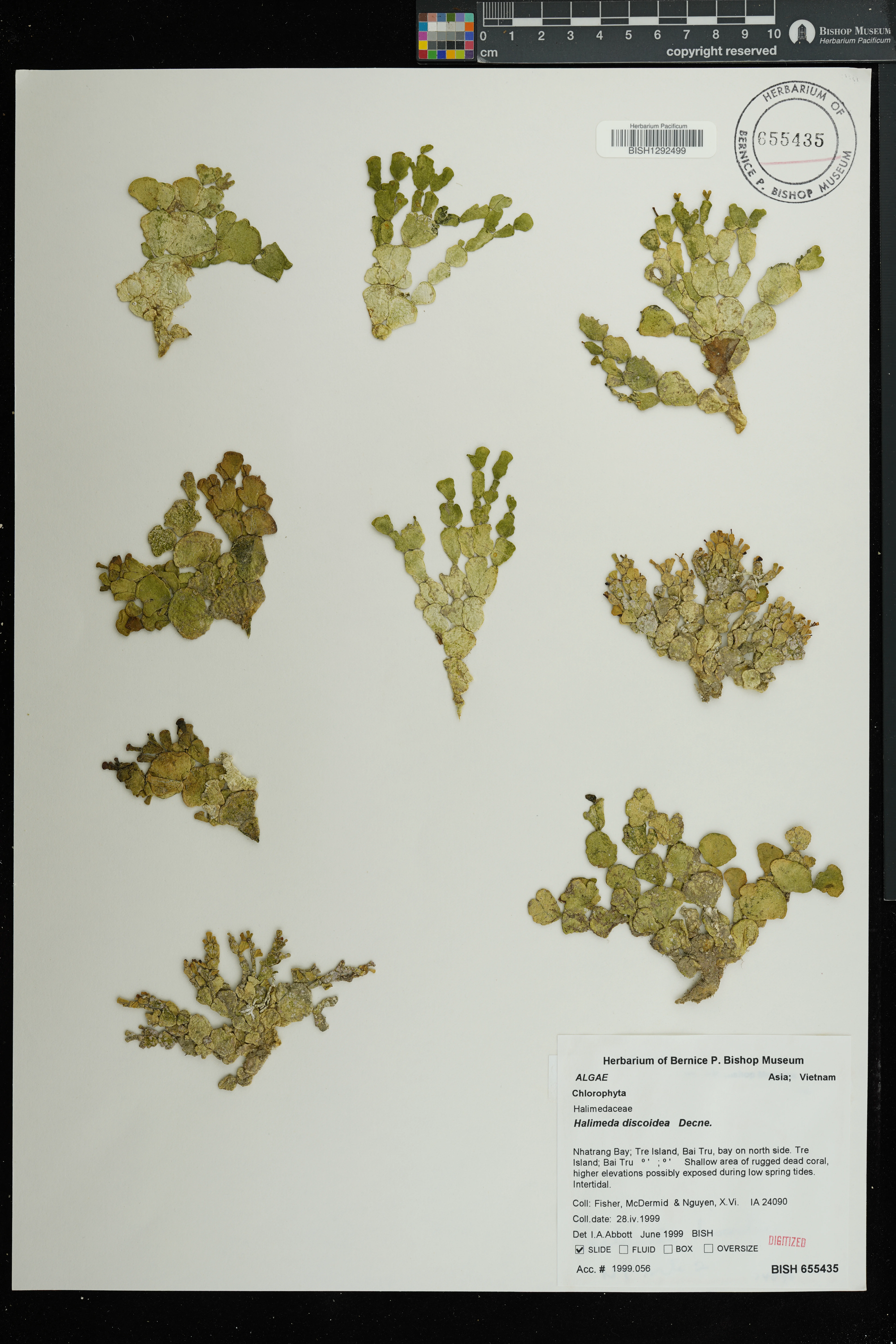 Halimeda discoidea — ảnh 2