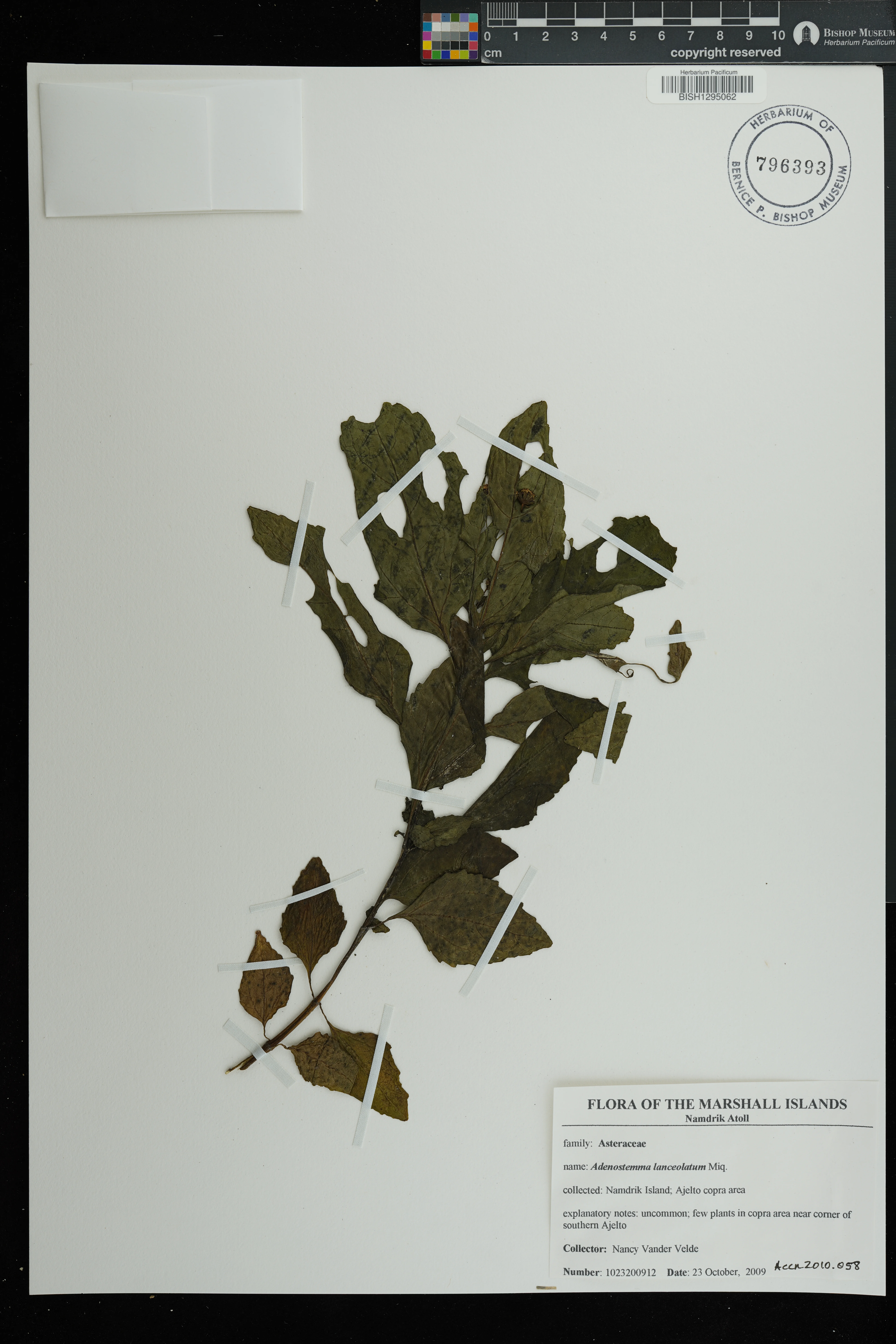 Adenostemma parviflorum (Adenostemma parviflorum)