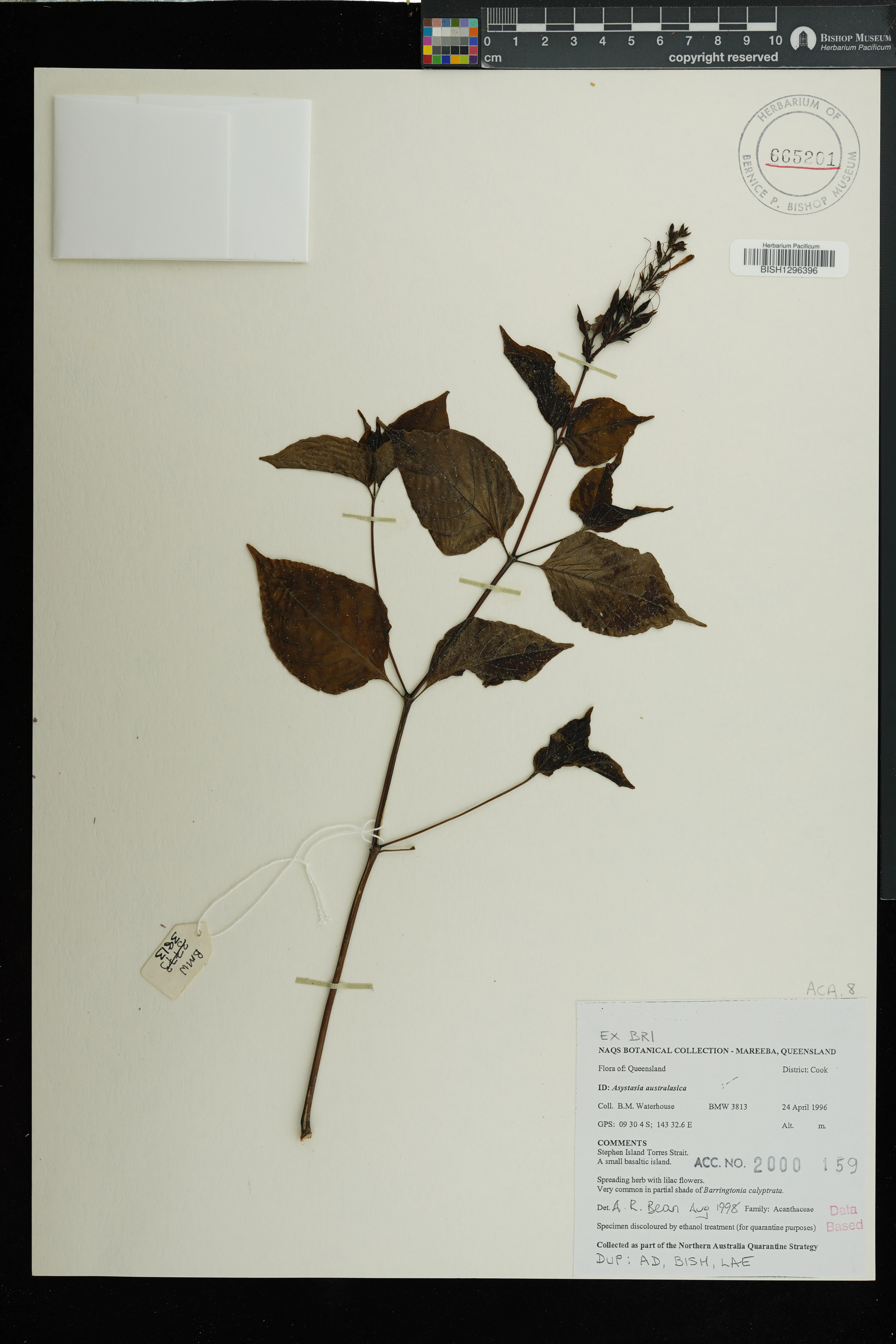 Asystasia australasica (Asystasia australasica)