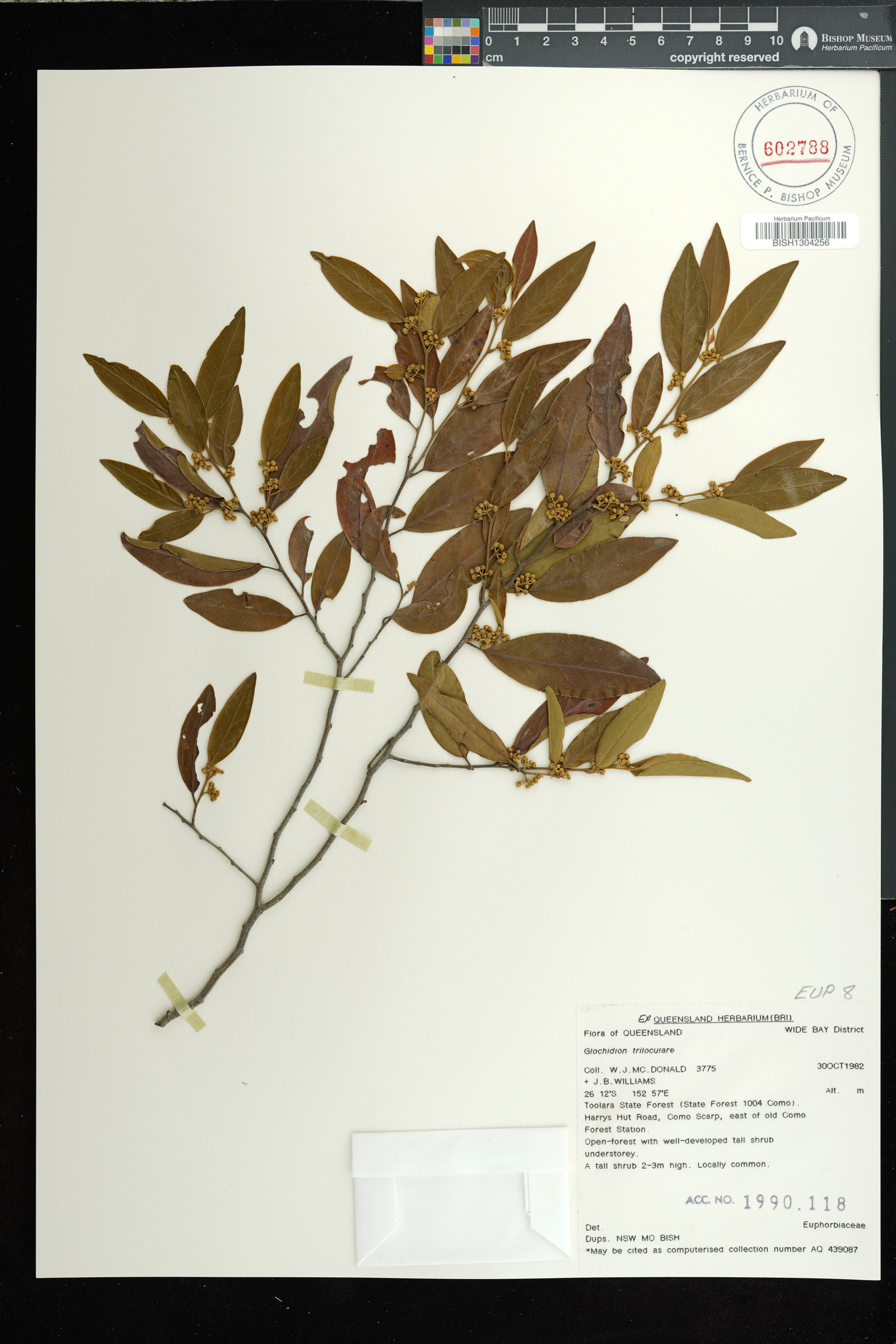 Glochidion triloculare (Glochidion triloculare)