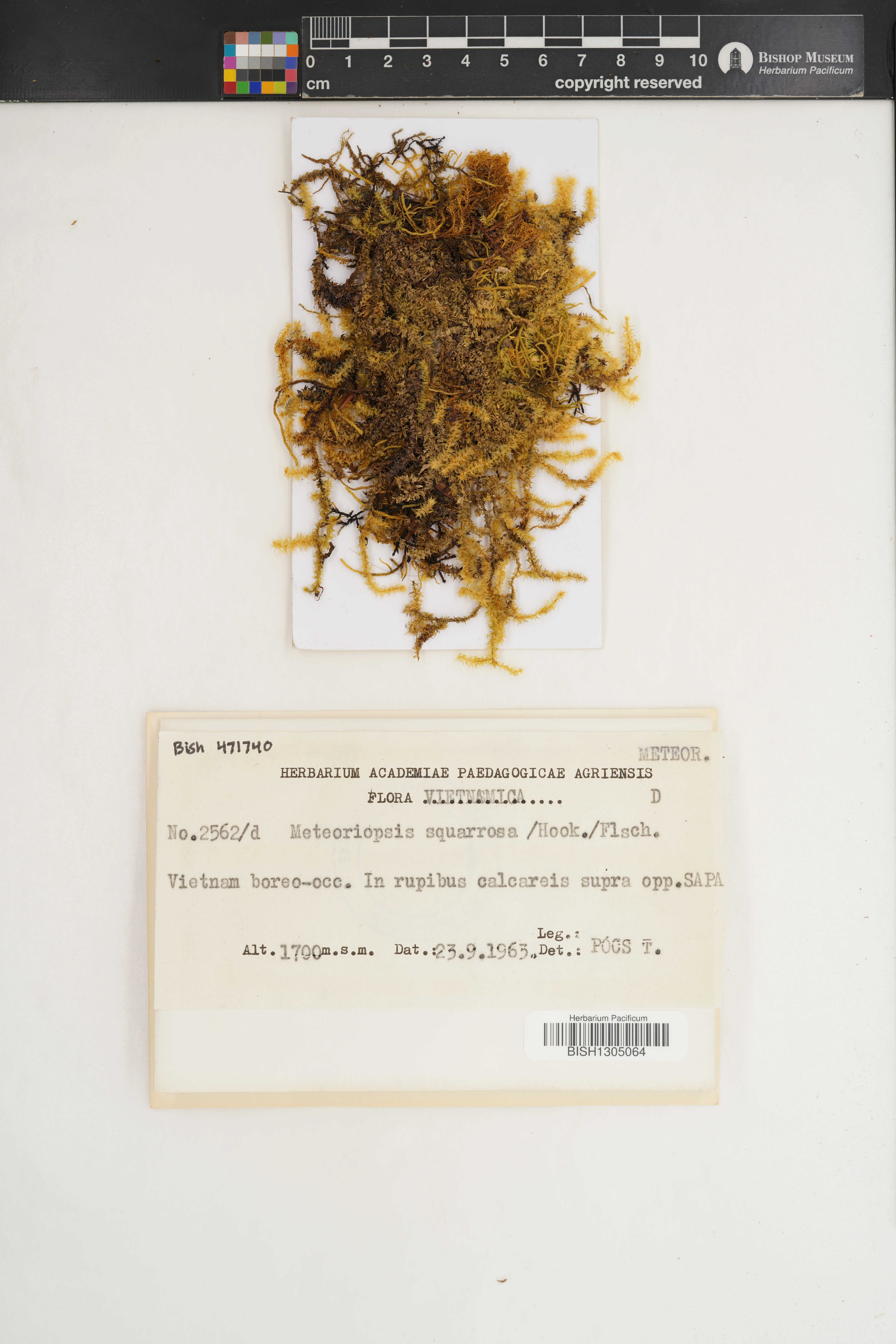 Meteoriopsis squarrosa (Meteoriopsis squarrosa)