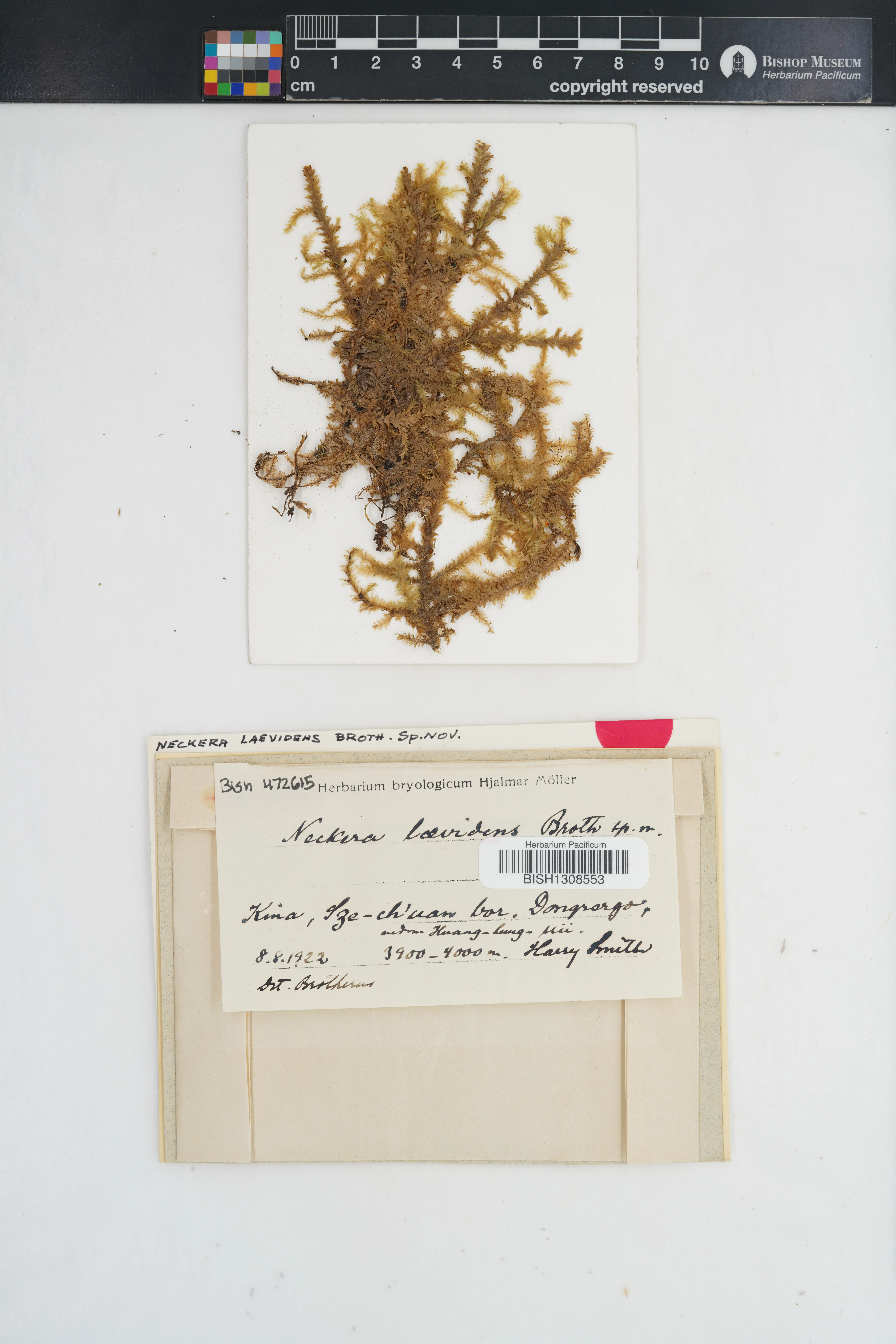 Neckera laevidens (Neckera laevidens)