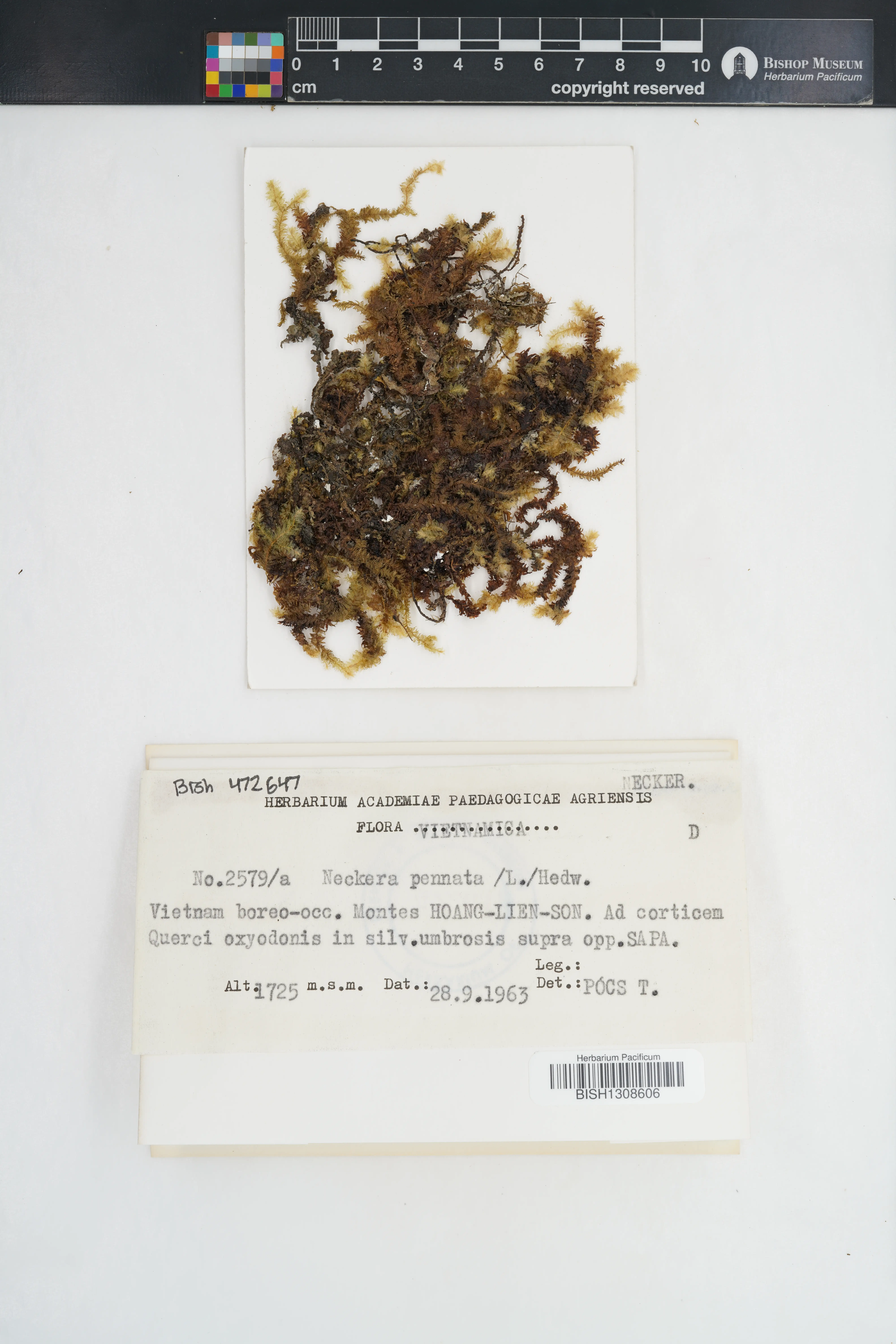 Neckera pennata (Neckera pennata)