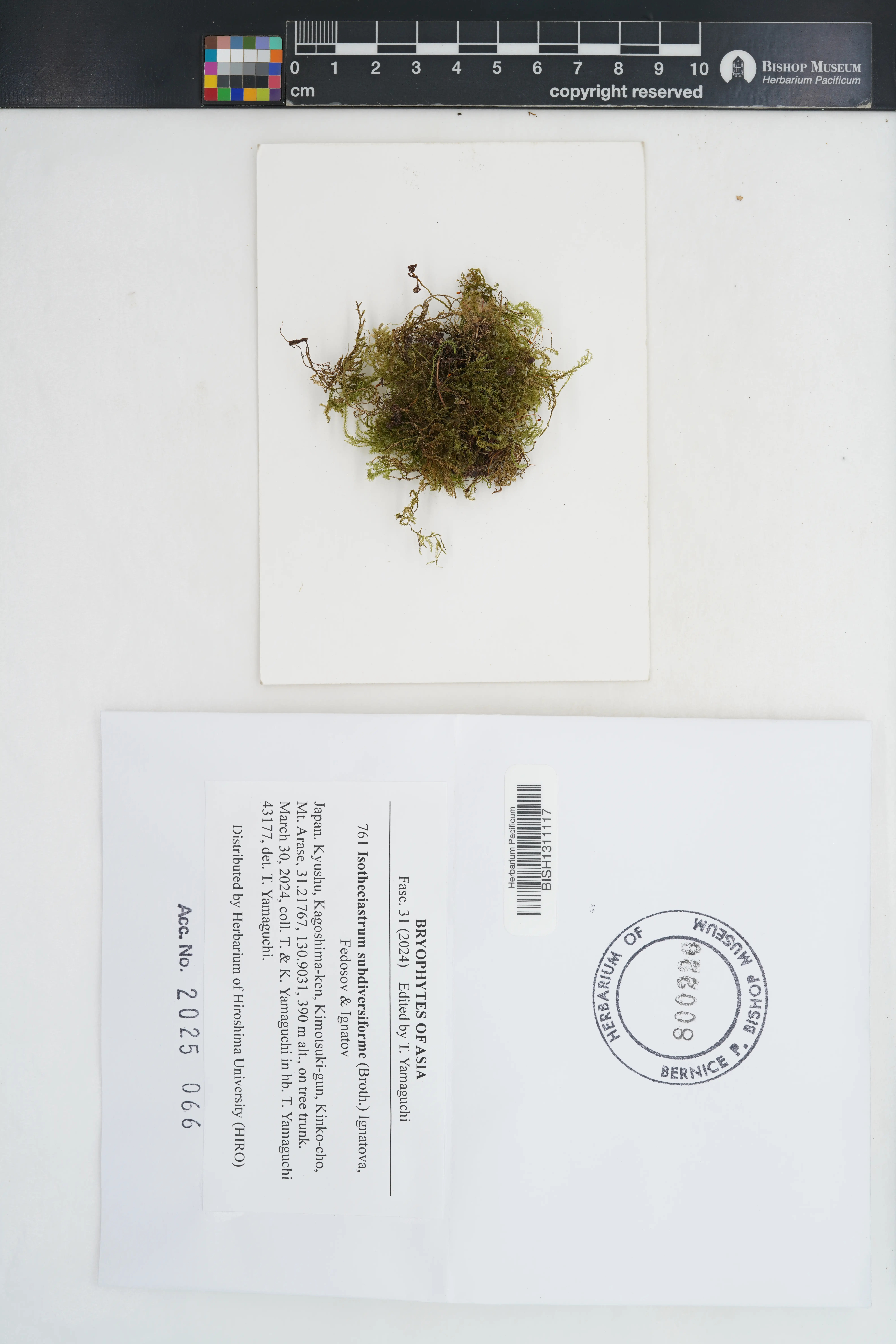 Isotheciastrum subdiversiforme (Isotheciastrum subdiversiforme)
