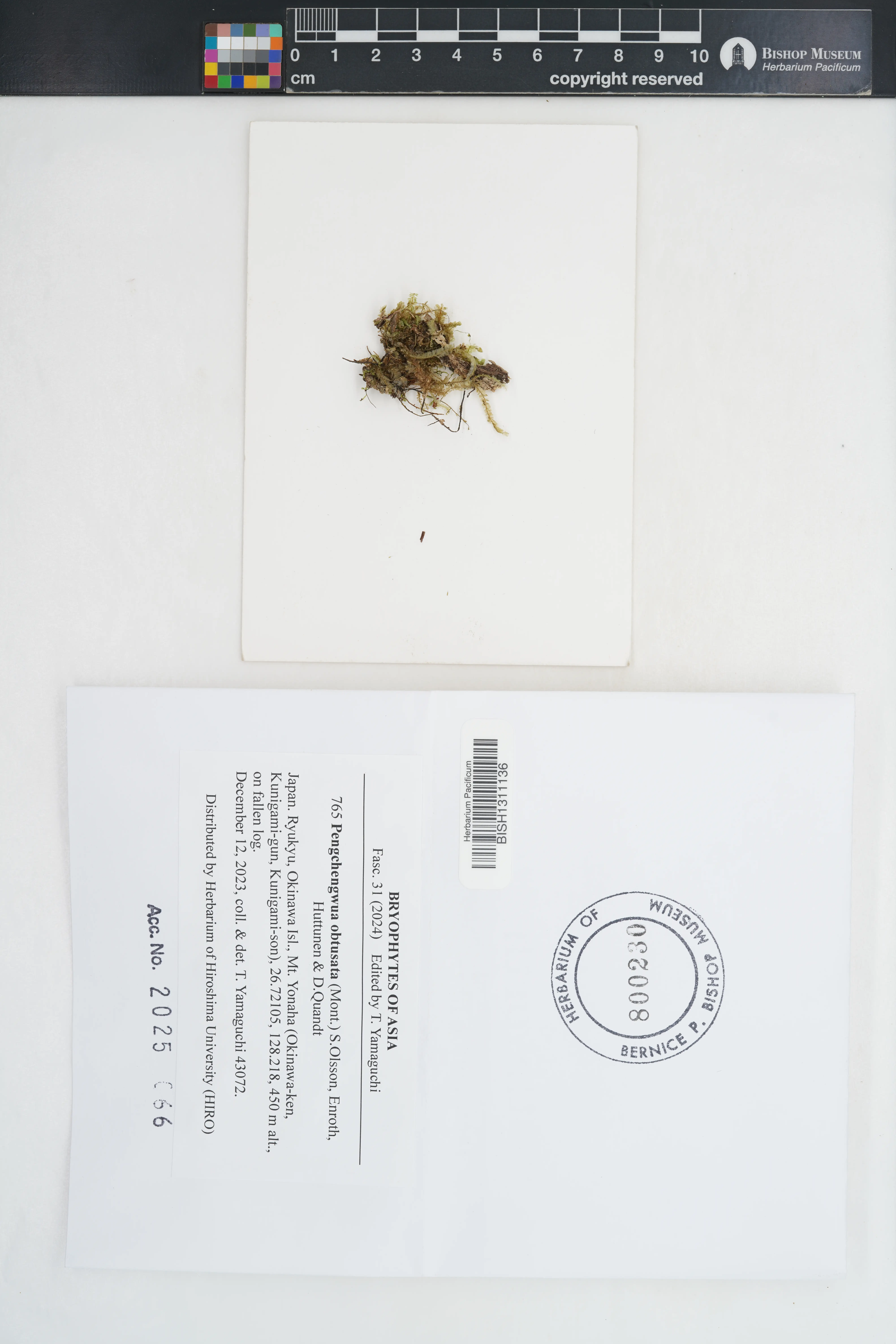 Pengchengwua obtusata (Pengchengwua obtusata)