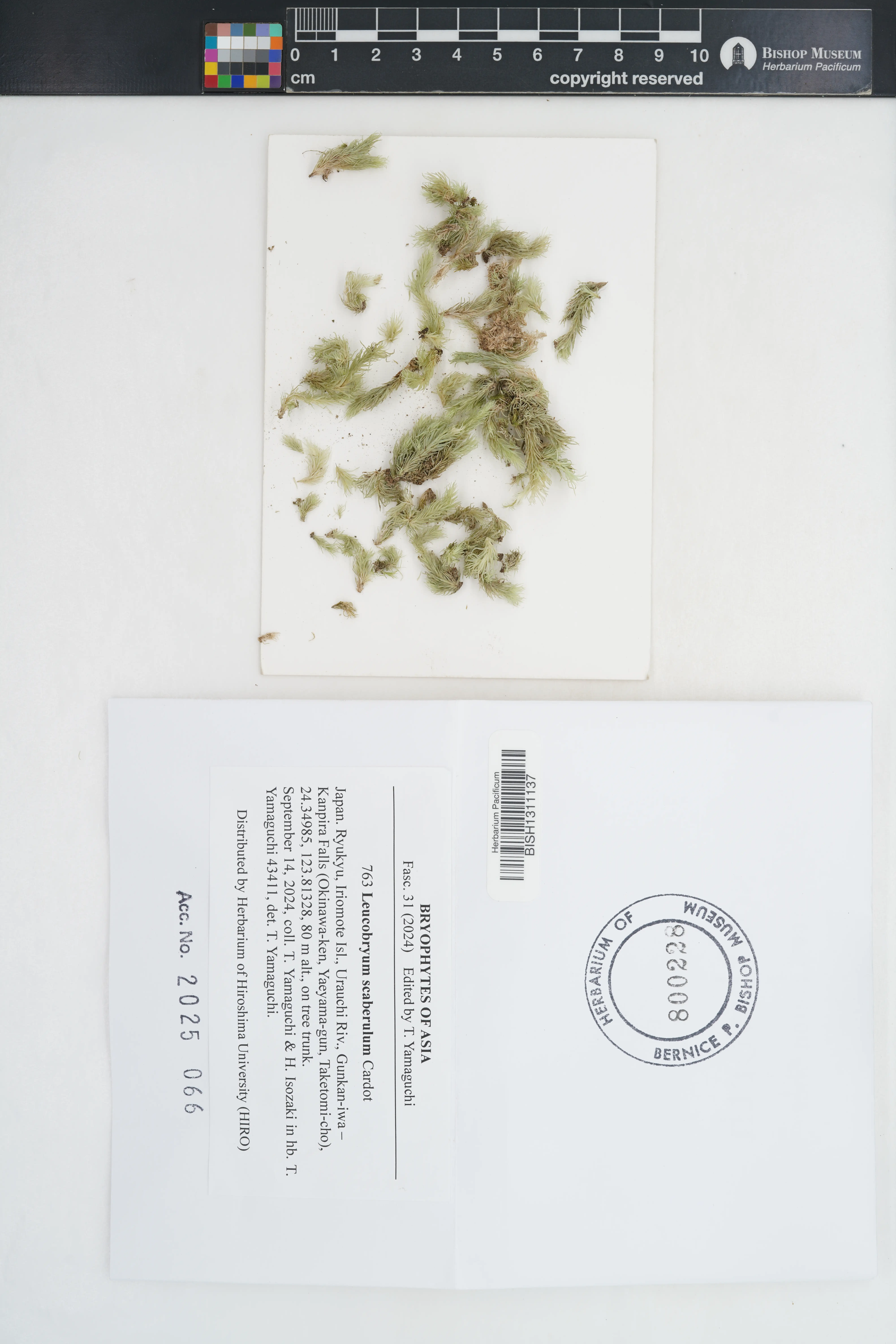 Leucobryum scaberulum (Leucobryum scaberulum)