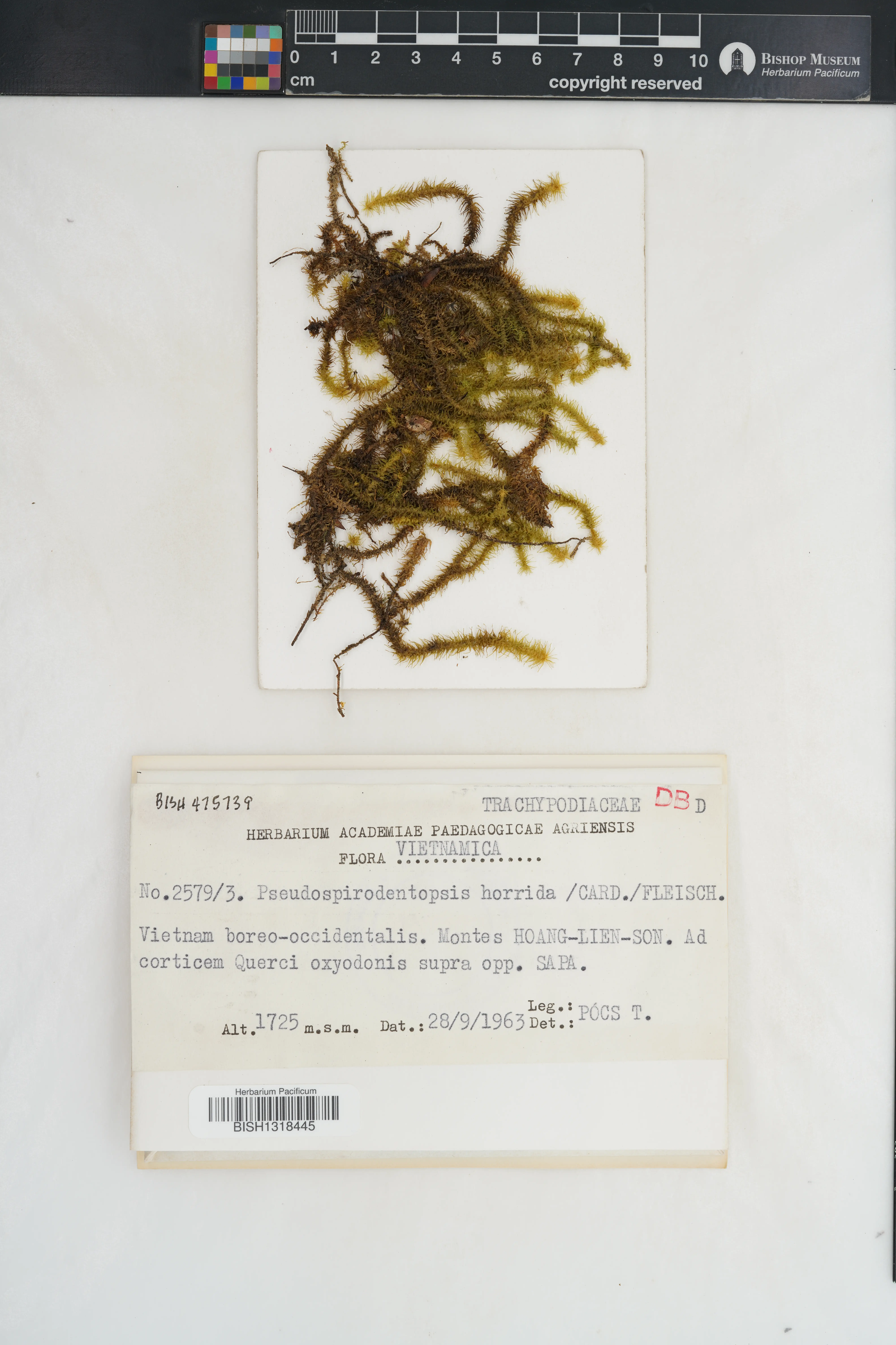 Pseudospiridentopsis horrida (Pseudospiridentopsis horrida)
